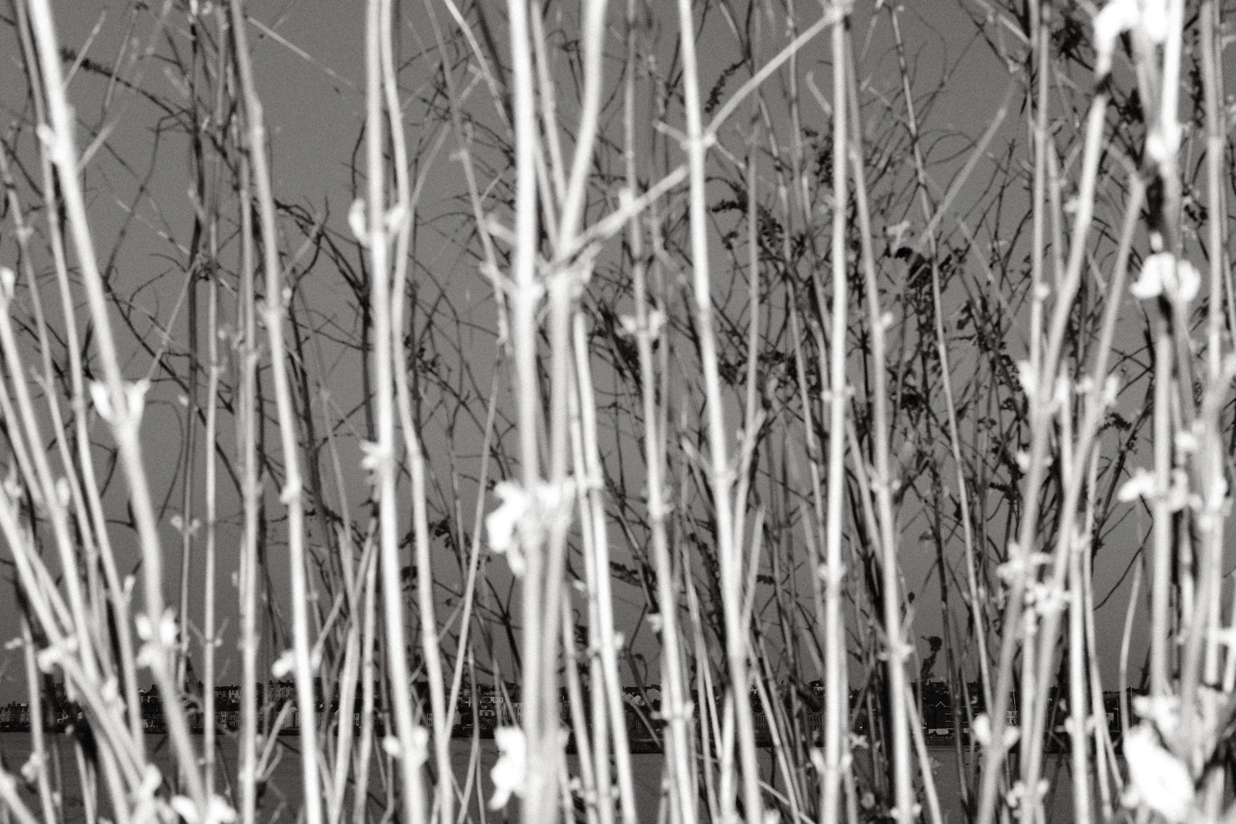 270 Oxygen Mono Recipe SOOC124.jpg