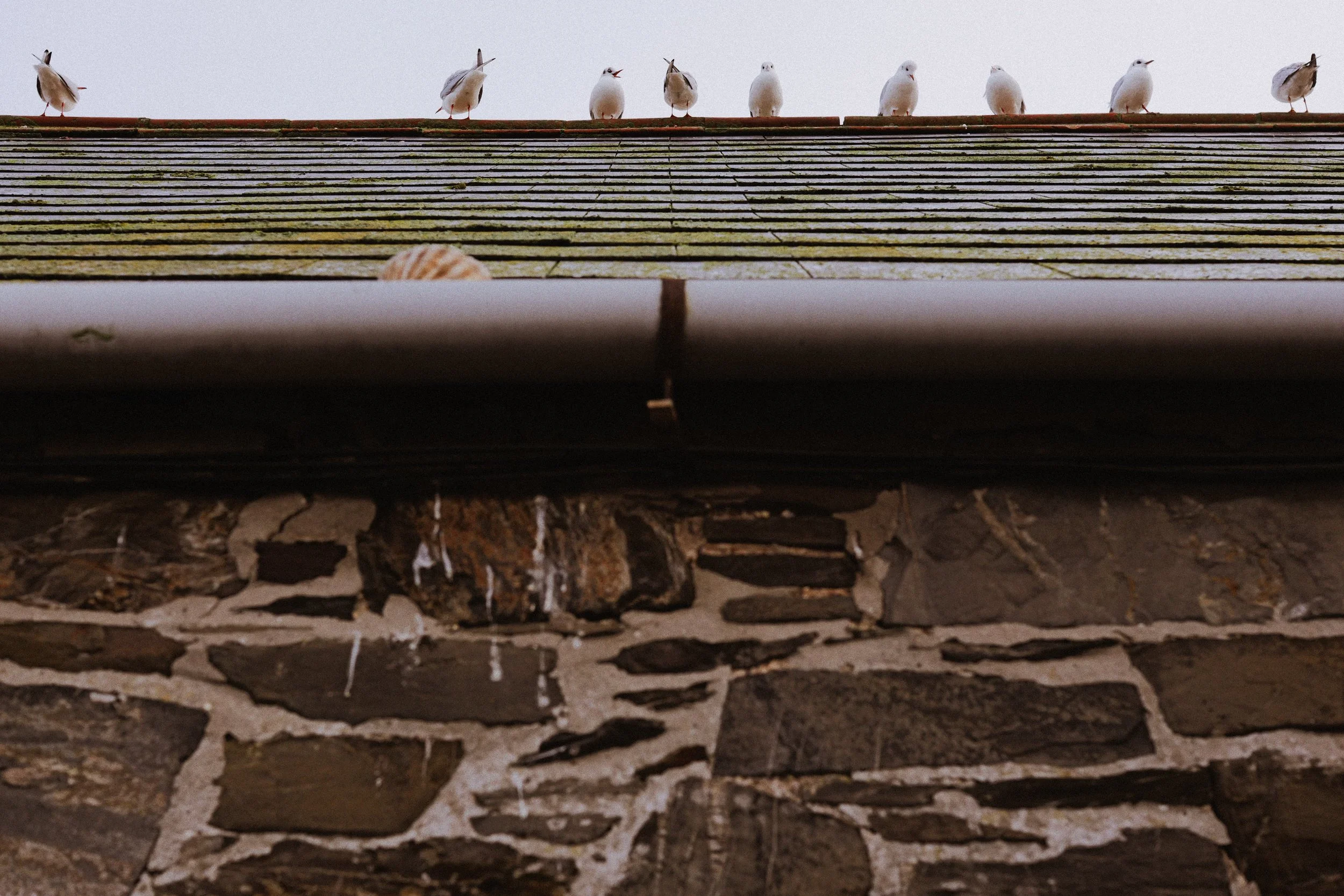 243 Cinestill 400D LUMIX Look32.jpg