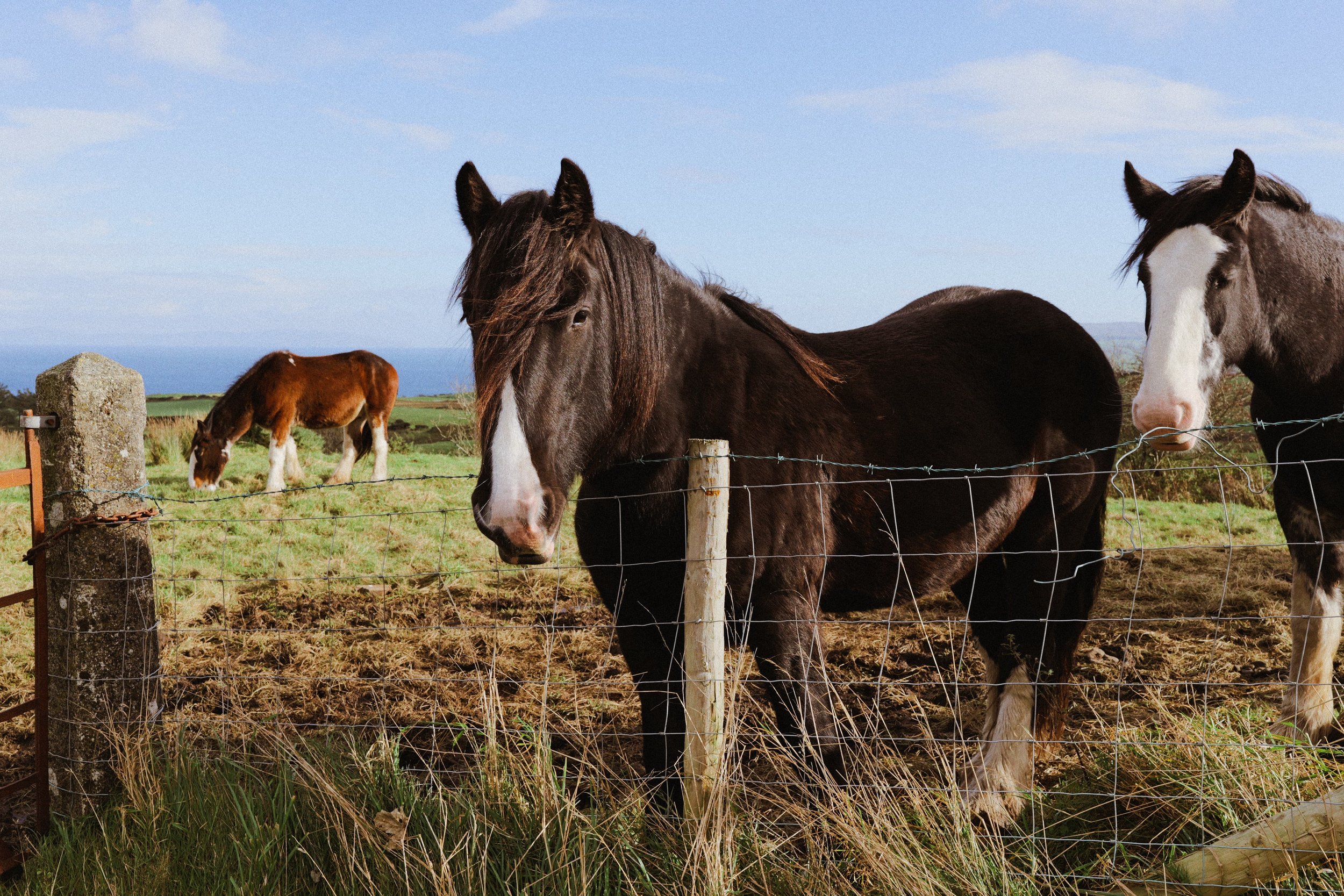 259 North Coast CineStill 400D (37).jpg