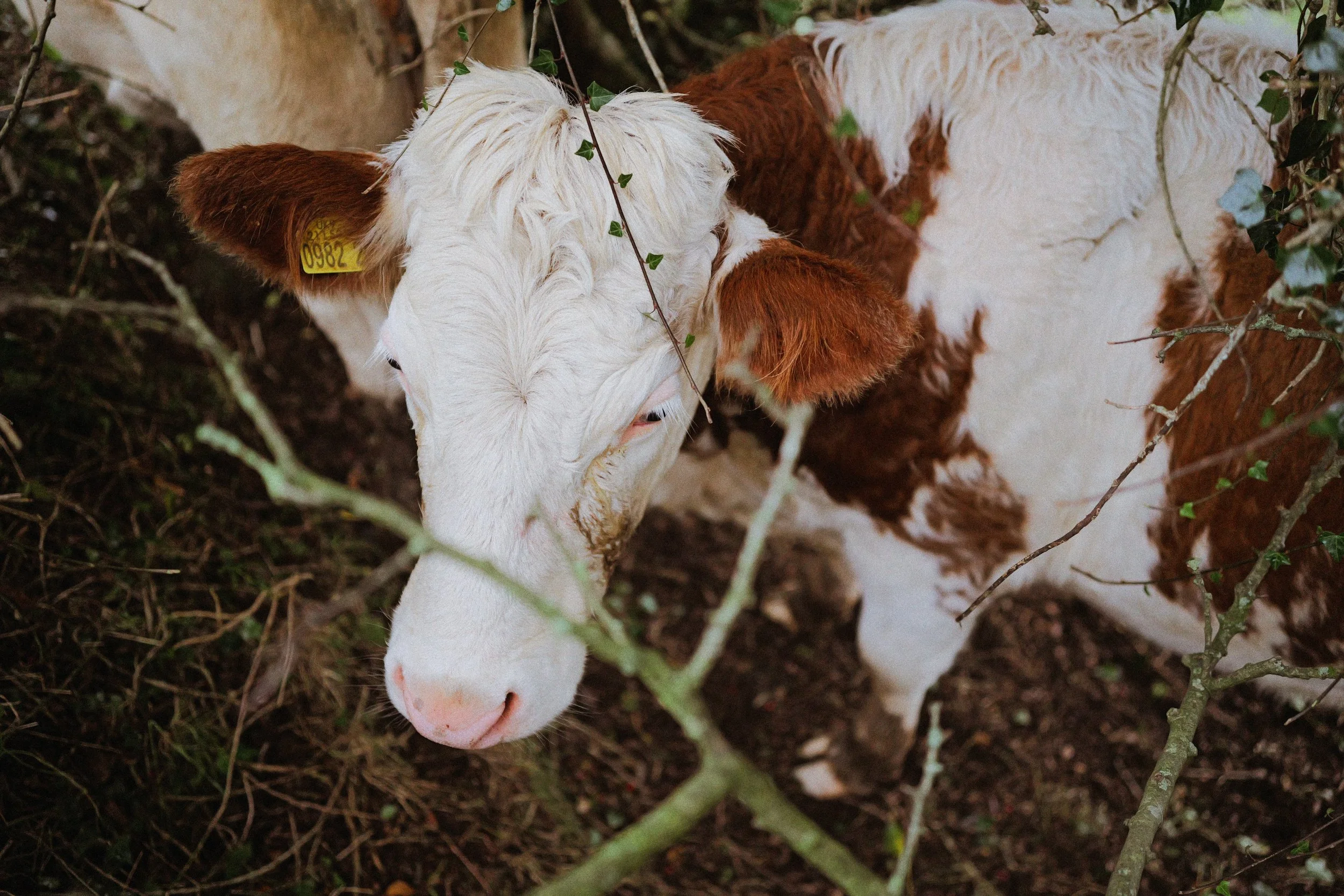 259 North Coast CineStill 400D (15).jpg