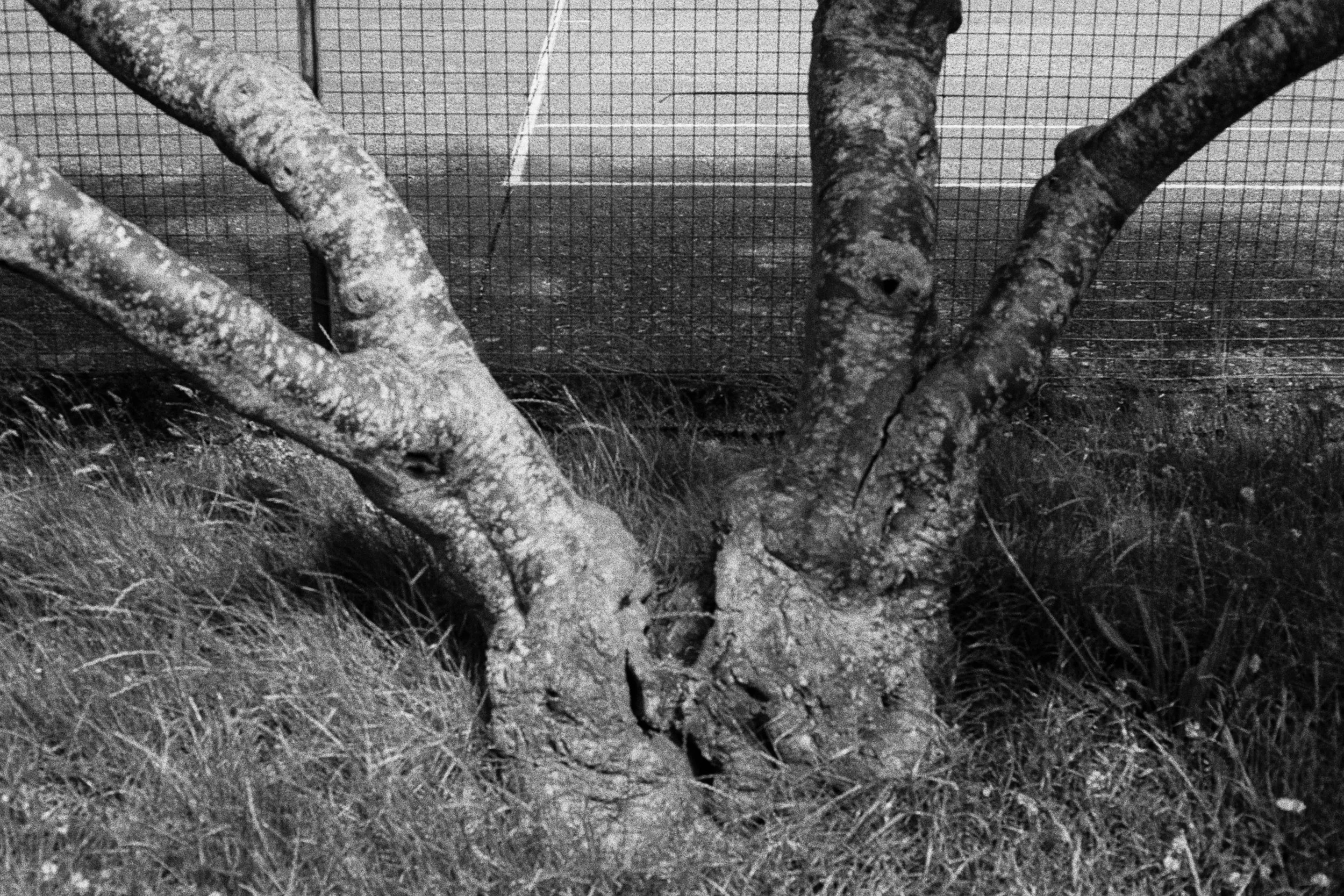 Tennis HP5 35mm Exports by rossandhisjpegs153.jpg