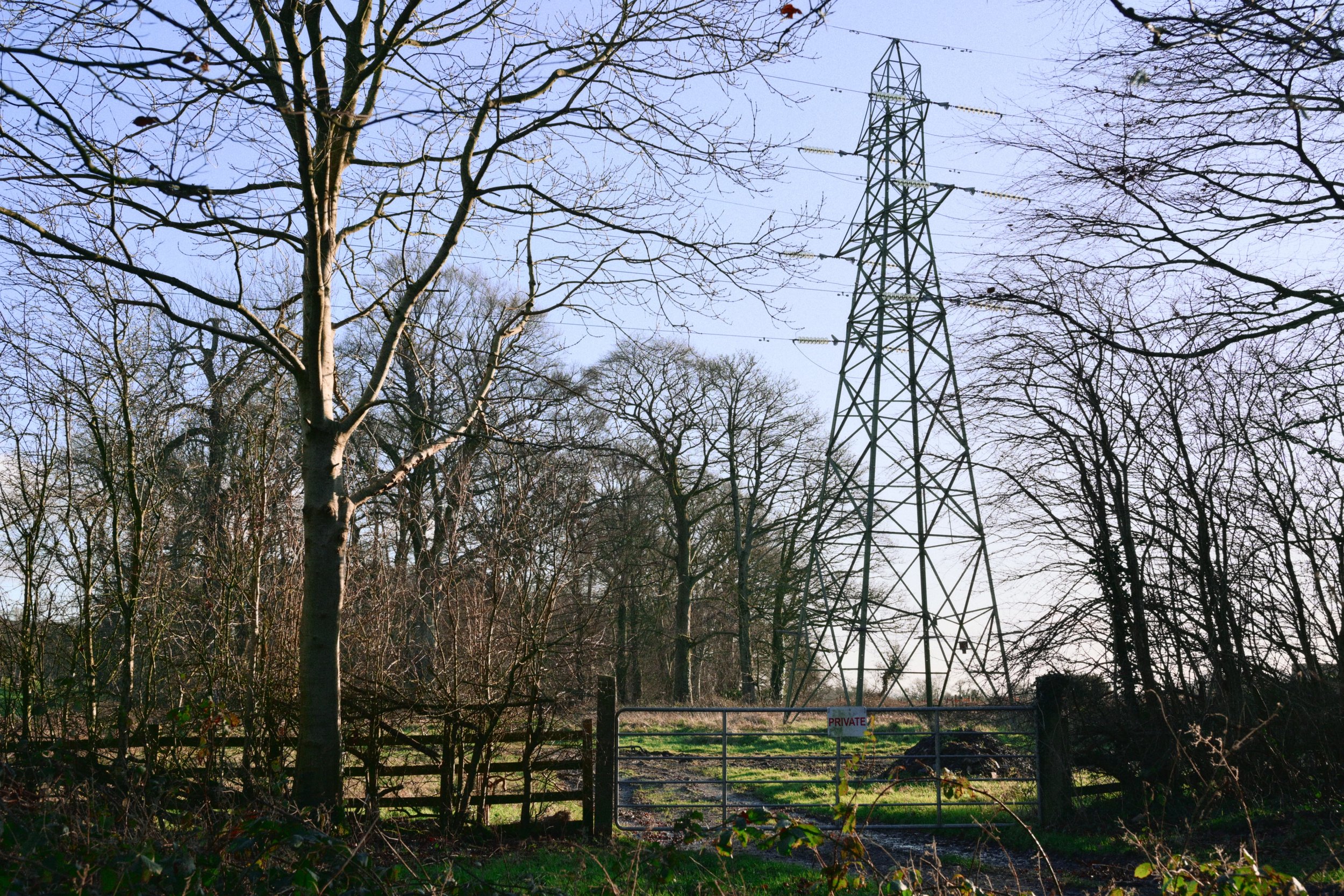 283 Nikon Zf H-1 Helen's Wood52.jpg