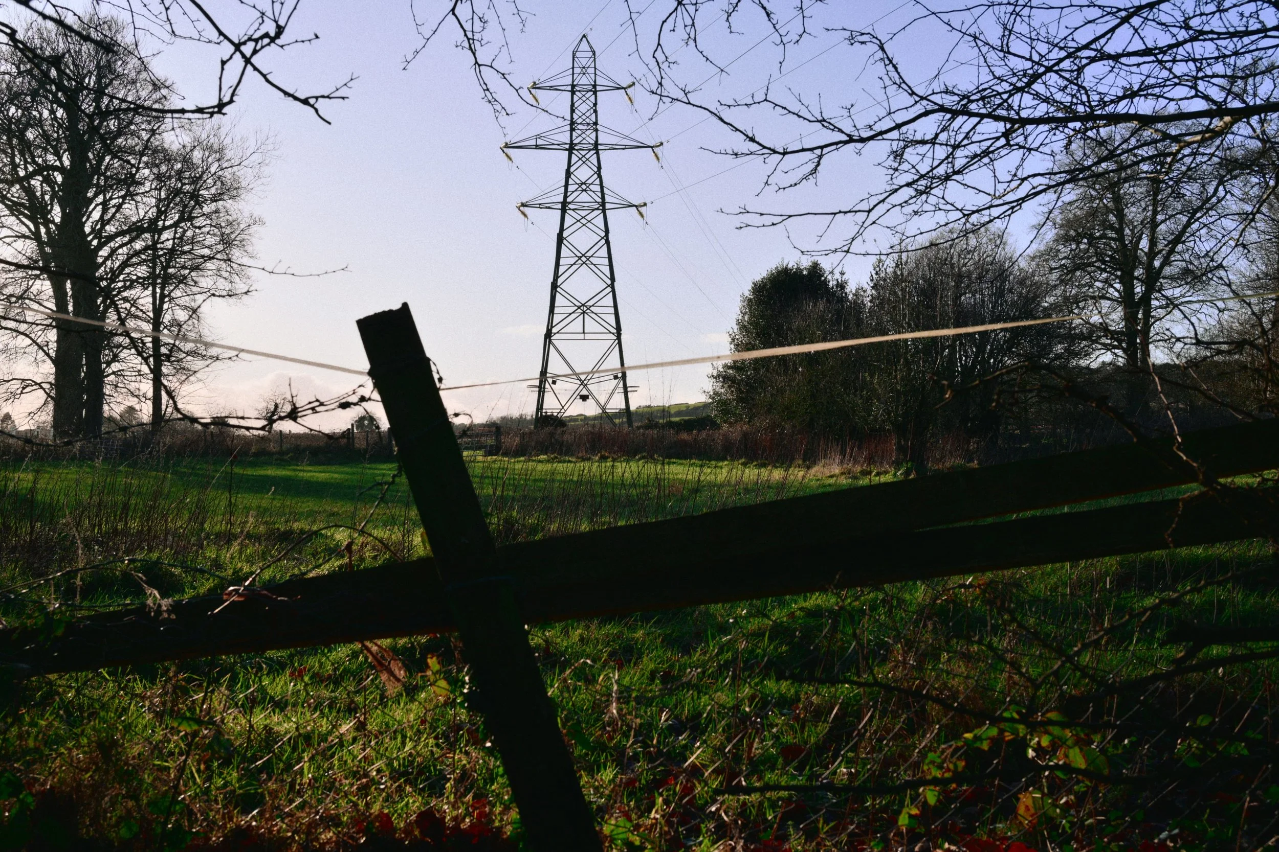 283 Nikon Zf H-1 Helen's Wood49.jpg