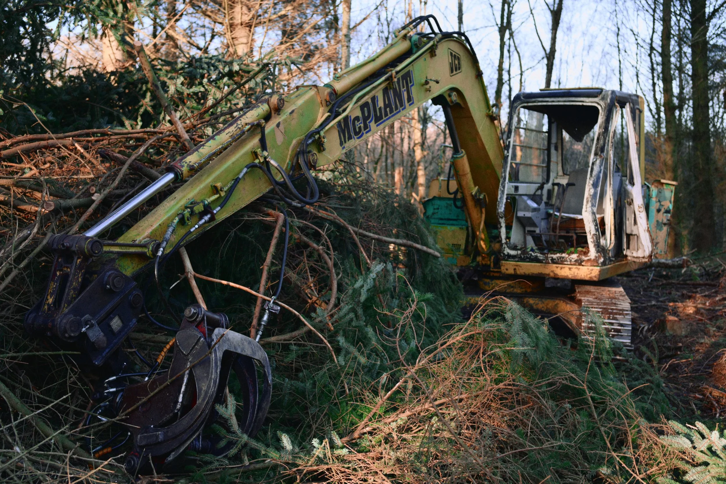 283 Nikon Zf H-1 Helen's Wood45.jpg