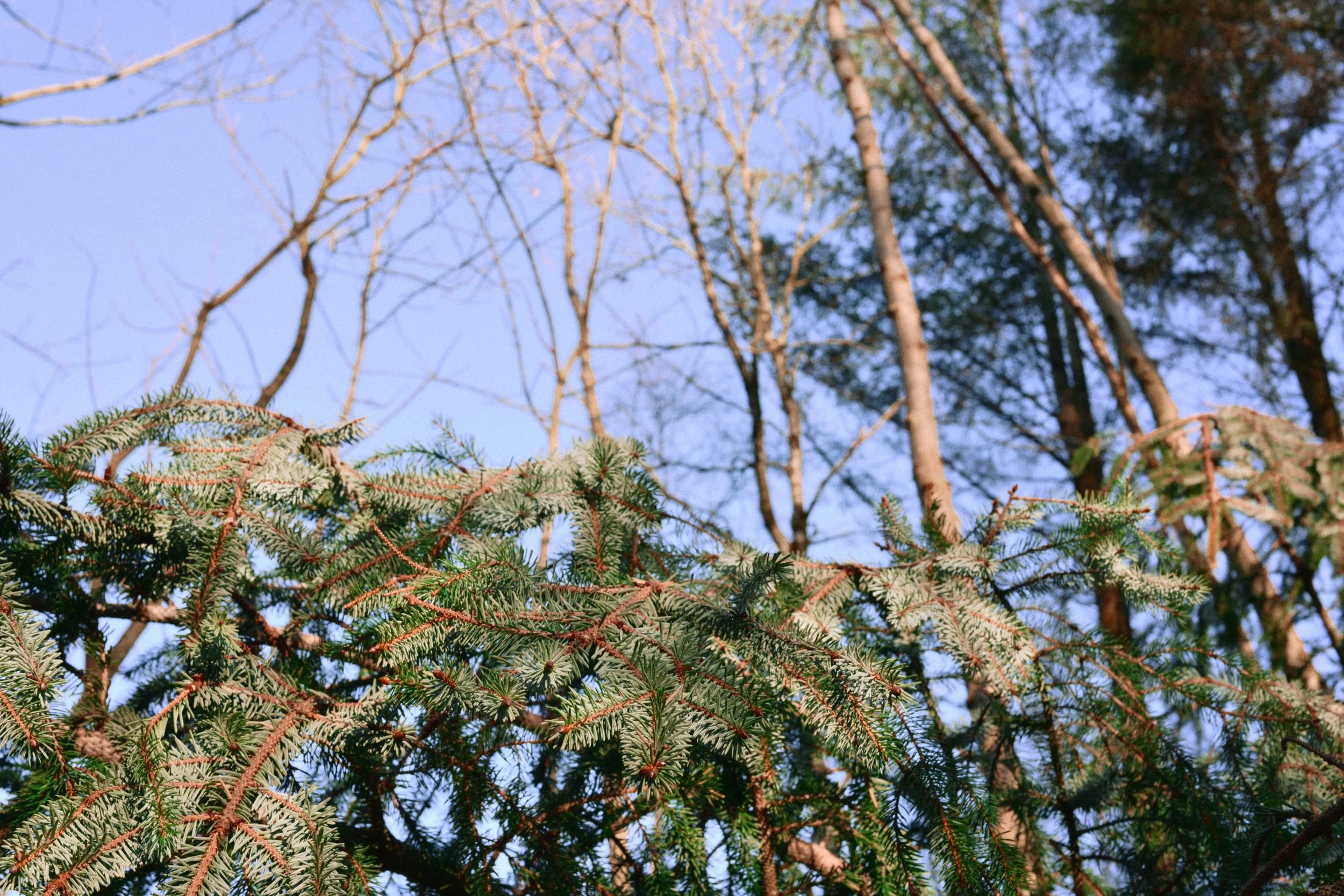 283 Nikon Zf H-1 Helen's Wood40.jpg