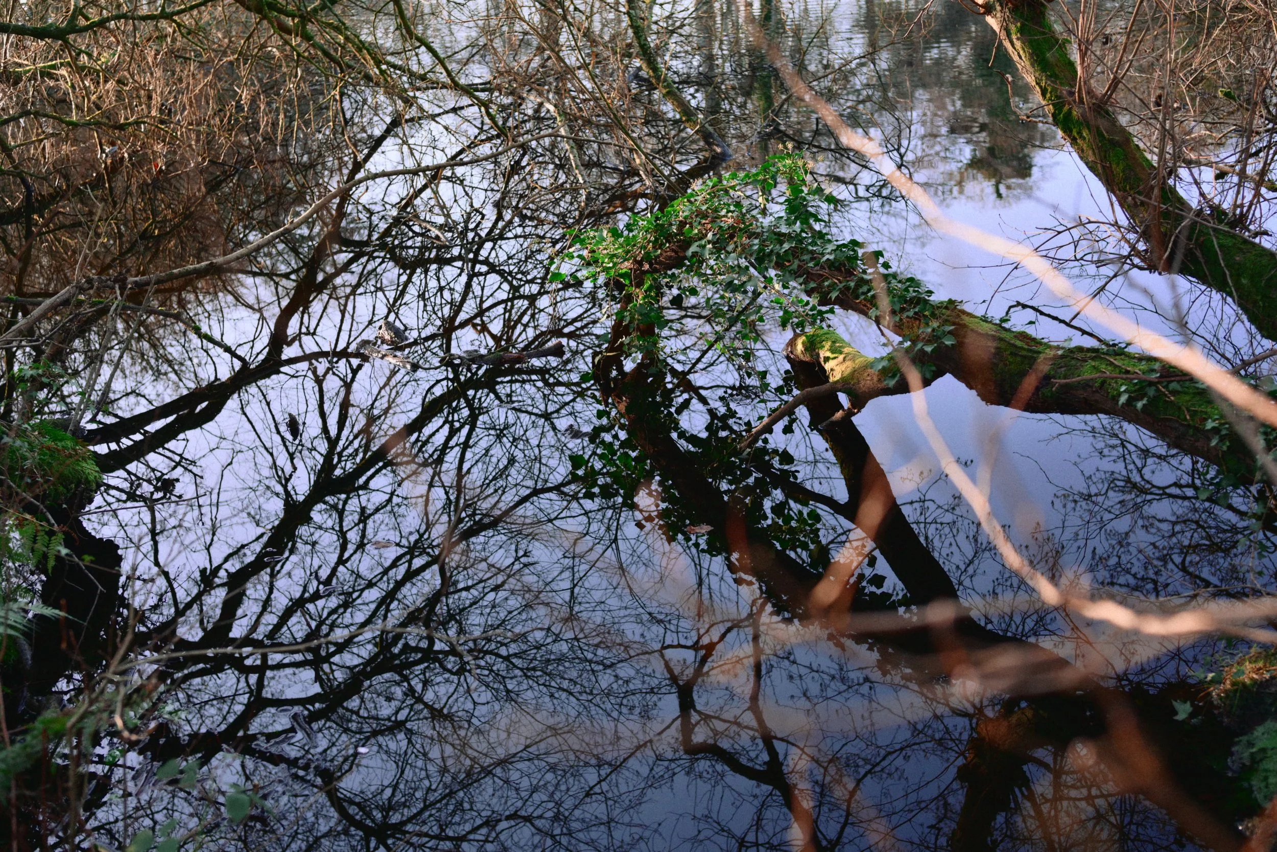 283 Nikon Zf H-1 Helen's Wood31.jpg