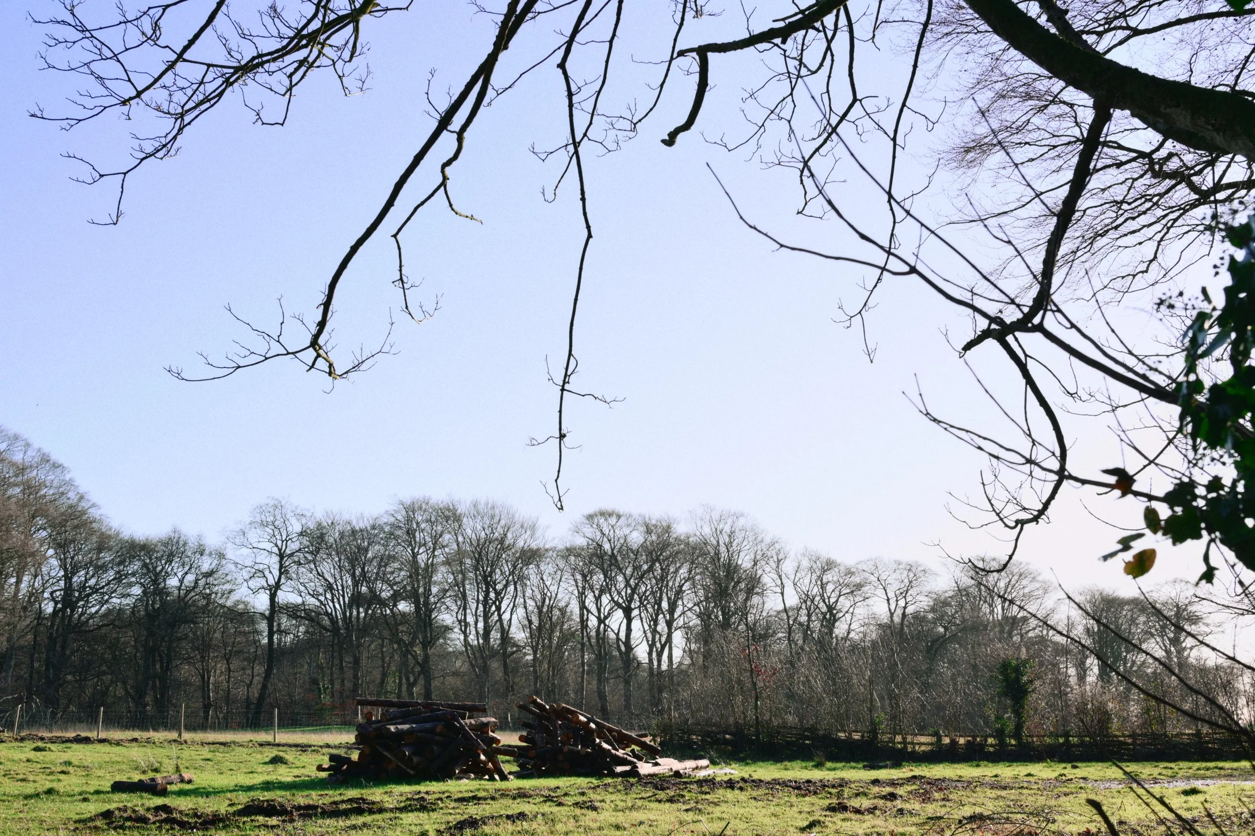 283 Nikon Zf H-1 Helen's Wood18.jpg