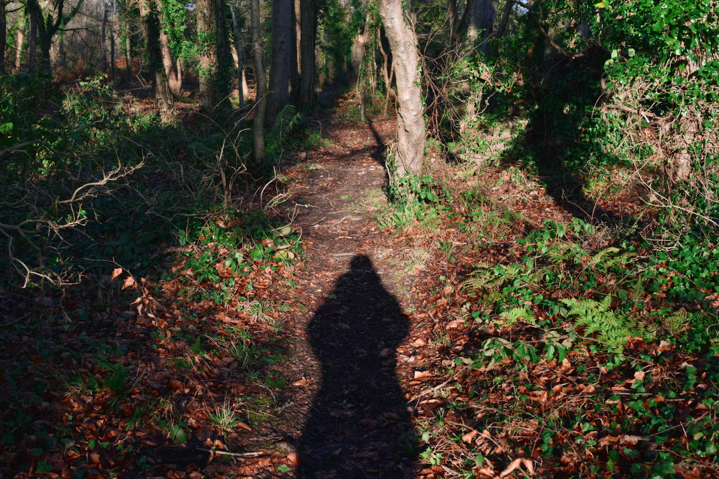 283 Nikon Zf H-1 Helen's Wood15.jpg