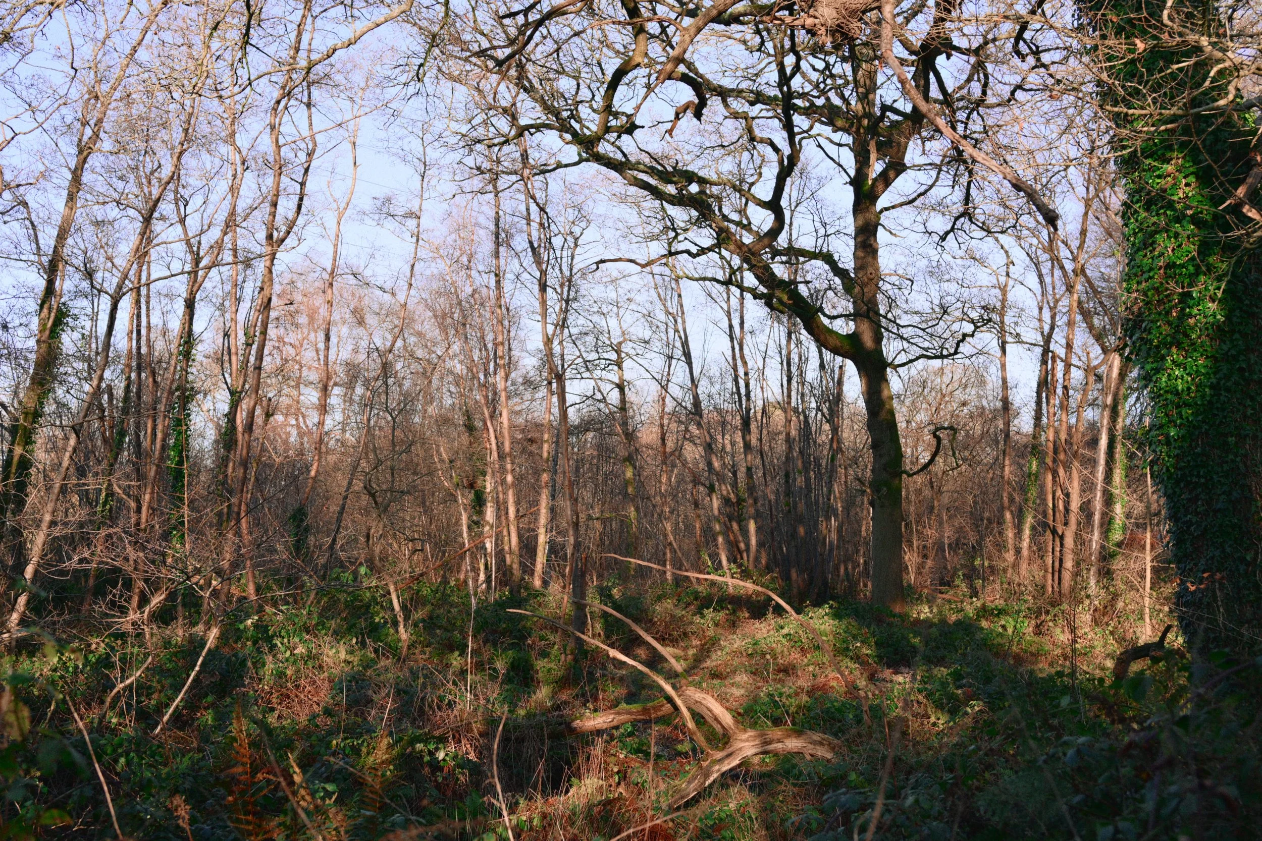 283 Nikon Zf H-1 Helen's Wood13.jpg