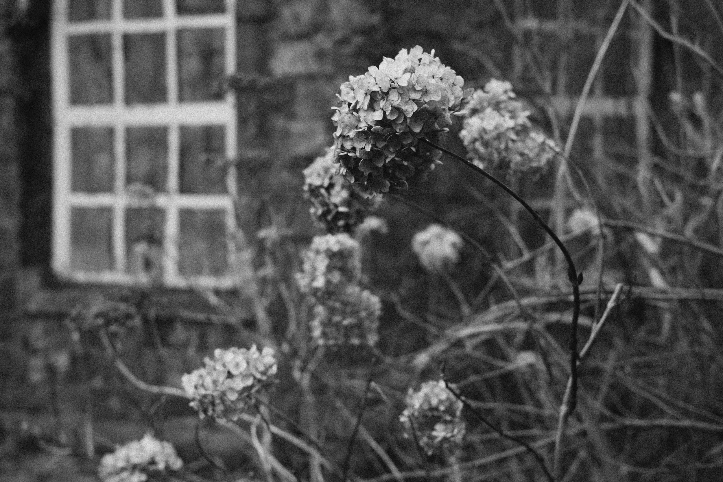 284 Nikon Zf A-X Greyabbey43.jpg