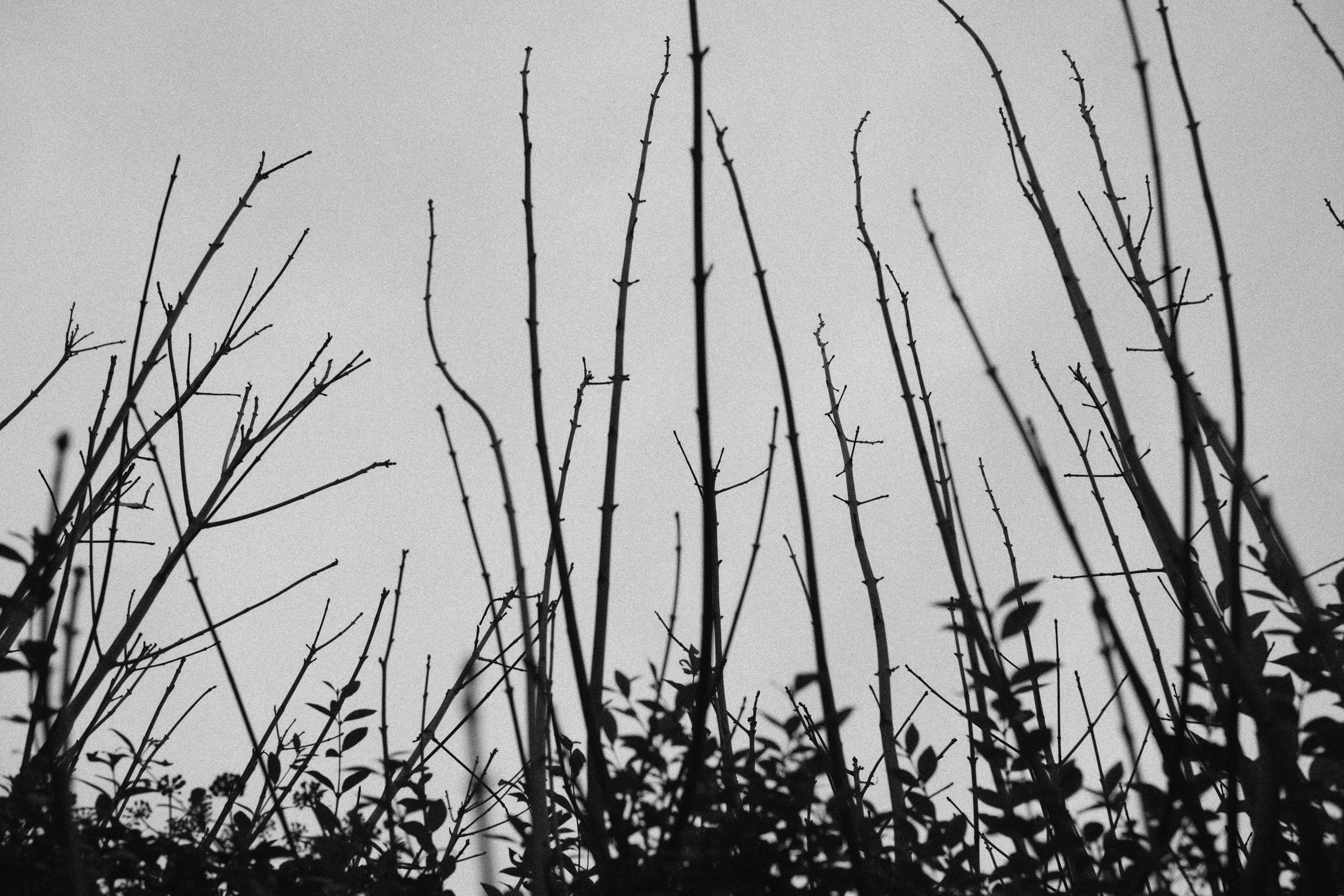 284 Nikon Zf A-X Greyabbey28.jpg