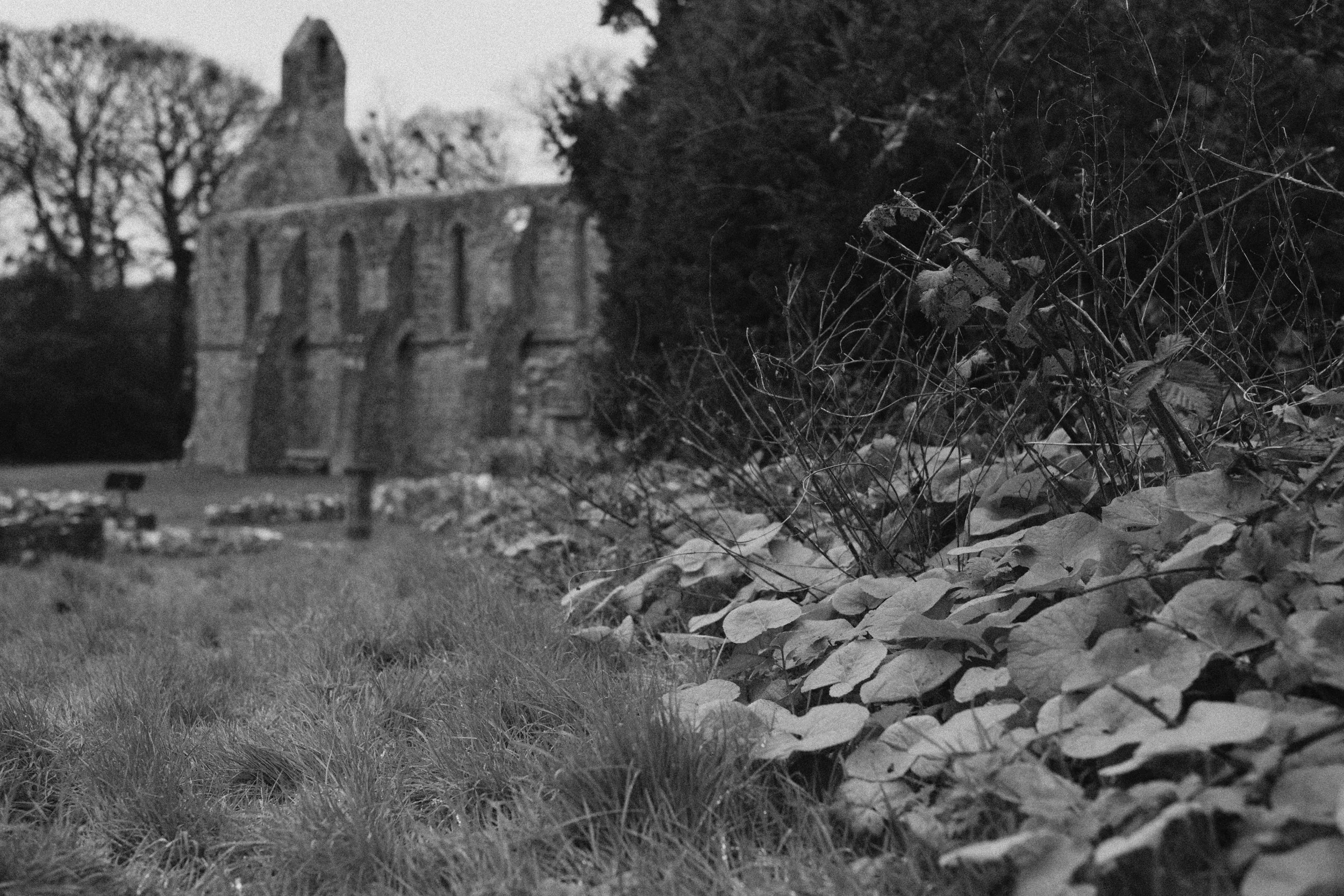 284 Nikon Zf A-X Greyabbey26.jpg