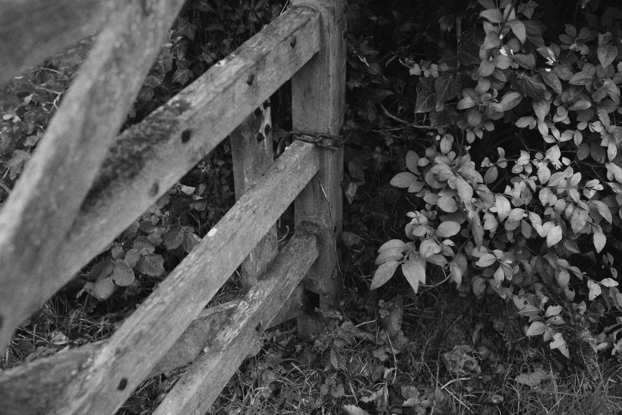 284 Nikon Zf A-X Greyabbey25.jpg