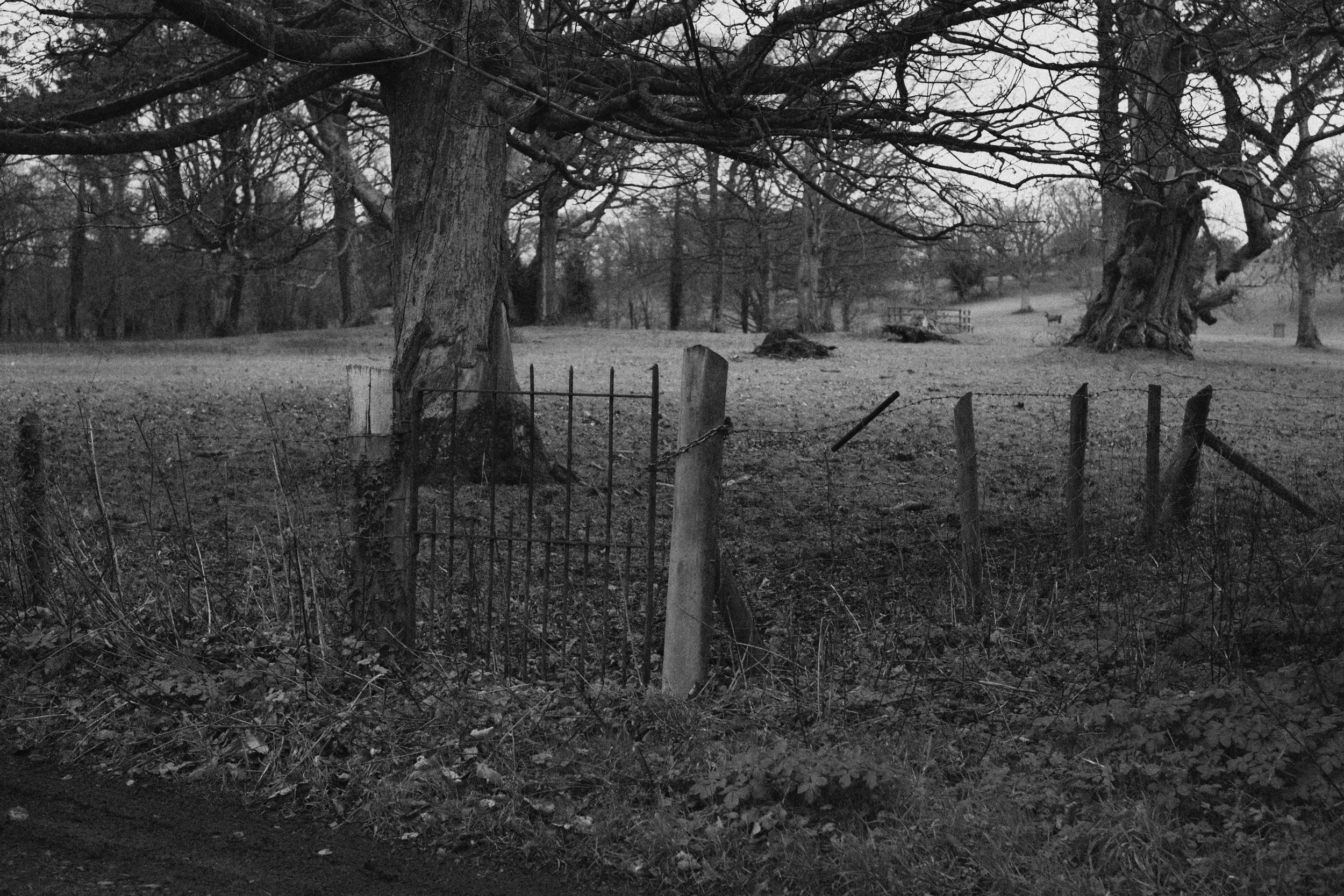 284 Nikon Zf A-X Greyabbey24.jpg