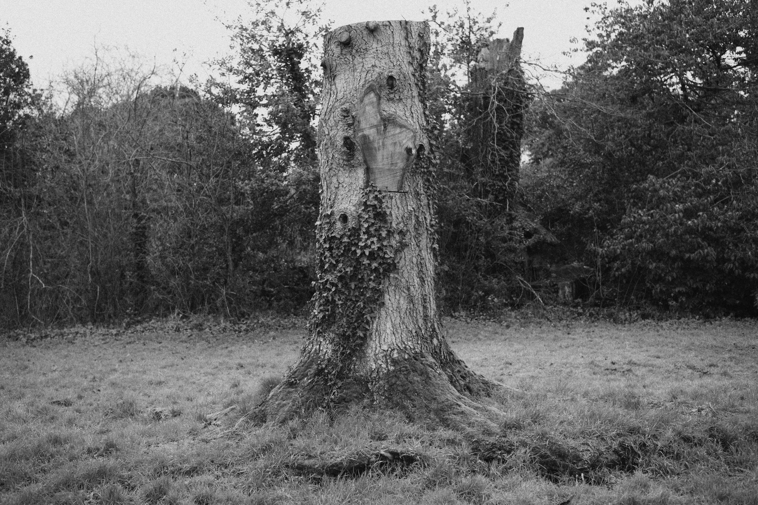 284 Nikon Zf A-X Greyabbey22.jpg