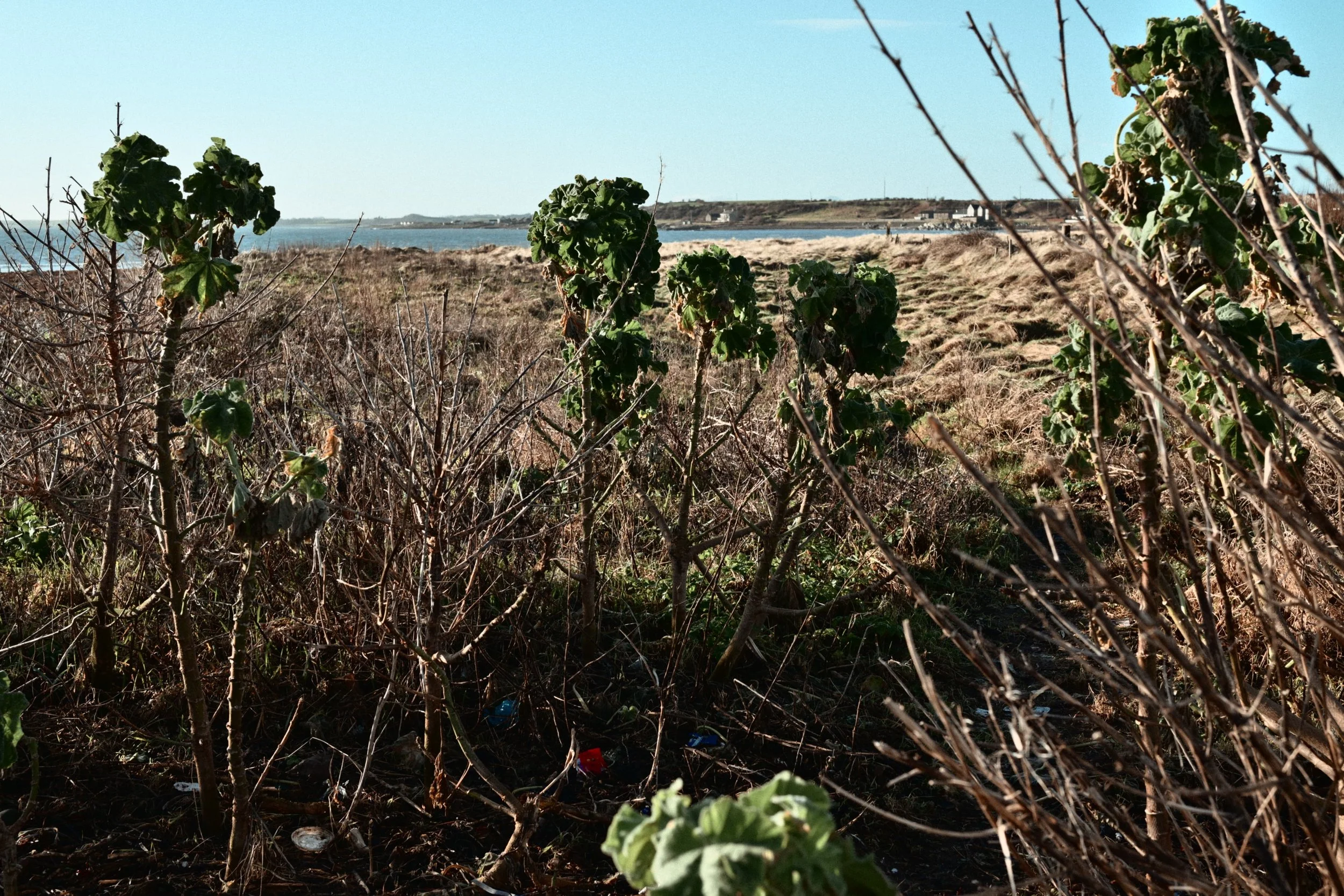 285 Nikon Zg N-3 Portavogie11.jpg