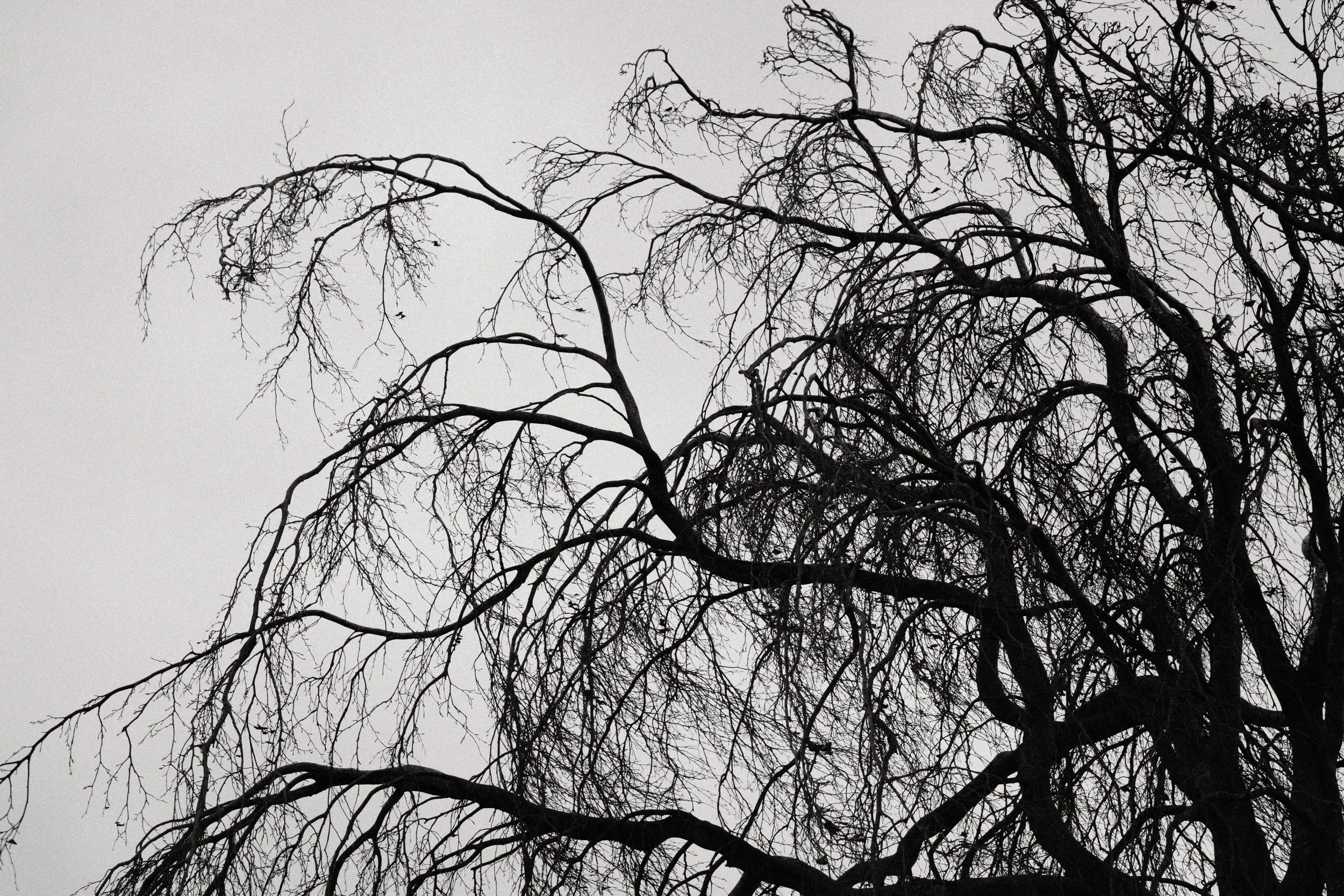 278 Oxygen Mono Fuji GOATs (1).jpg