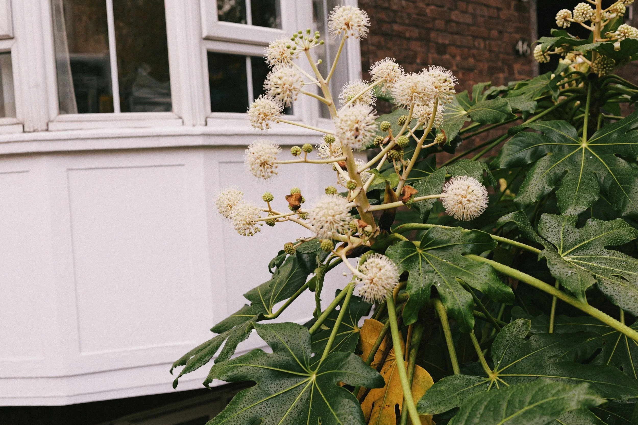 291 London Superia 200H49.jpg