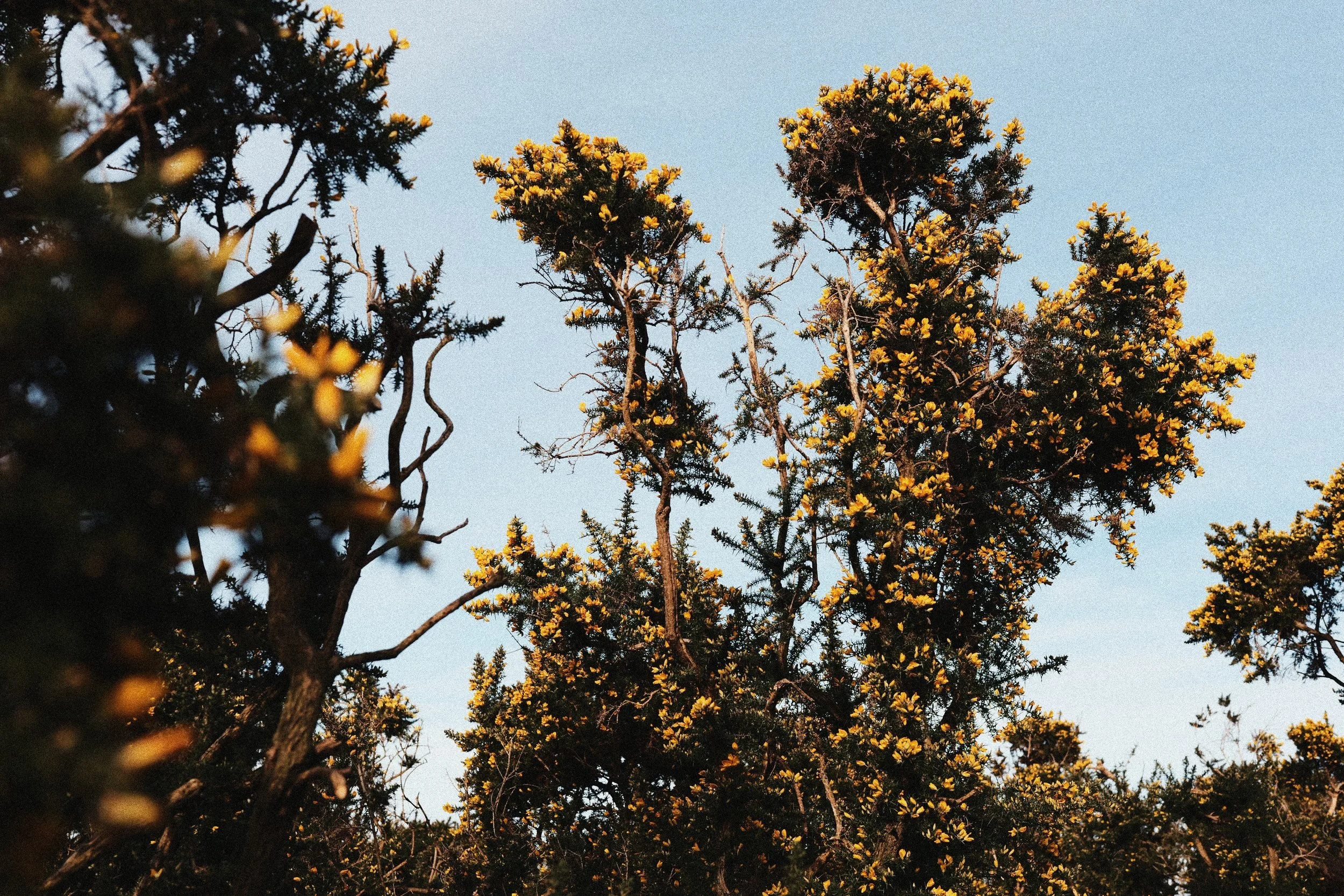 248 Kodak Gold LUMIX Look86.jpg