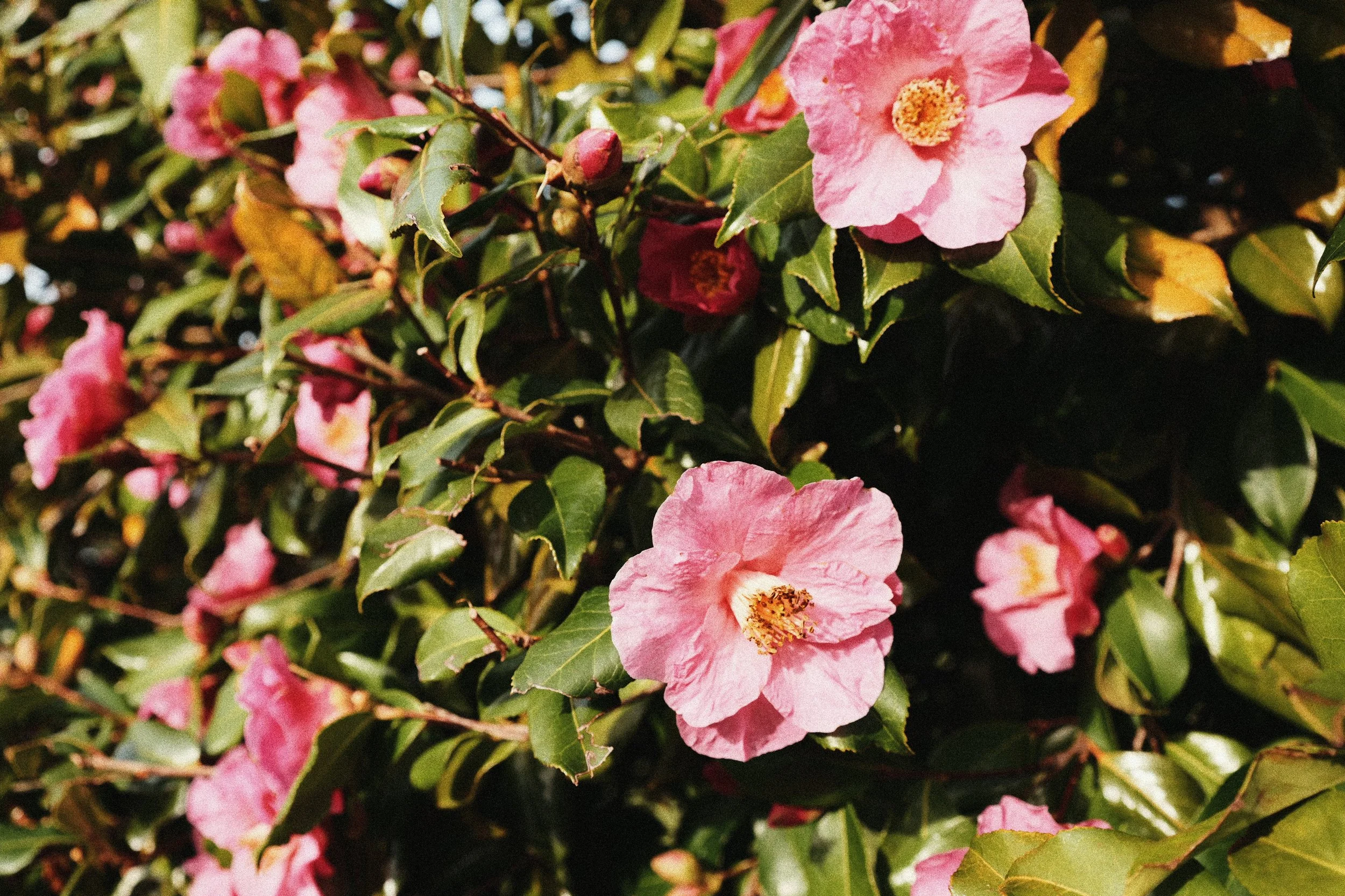 248 Kodak Gold LUMIX Look58.jpg