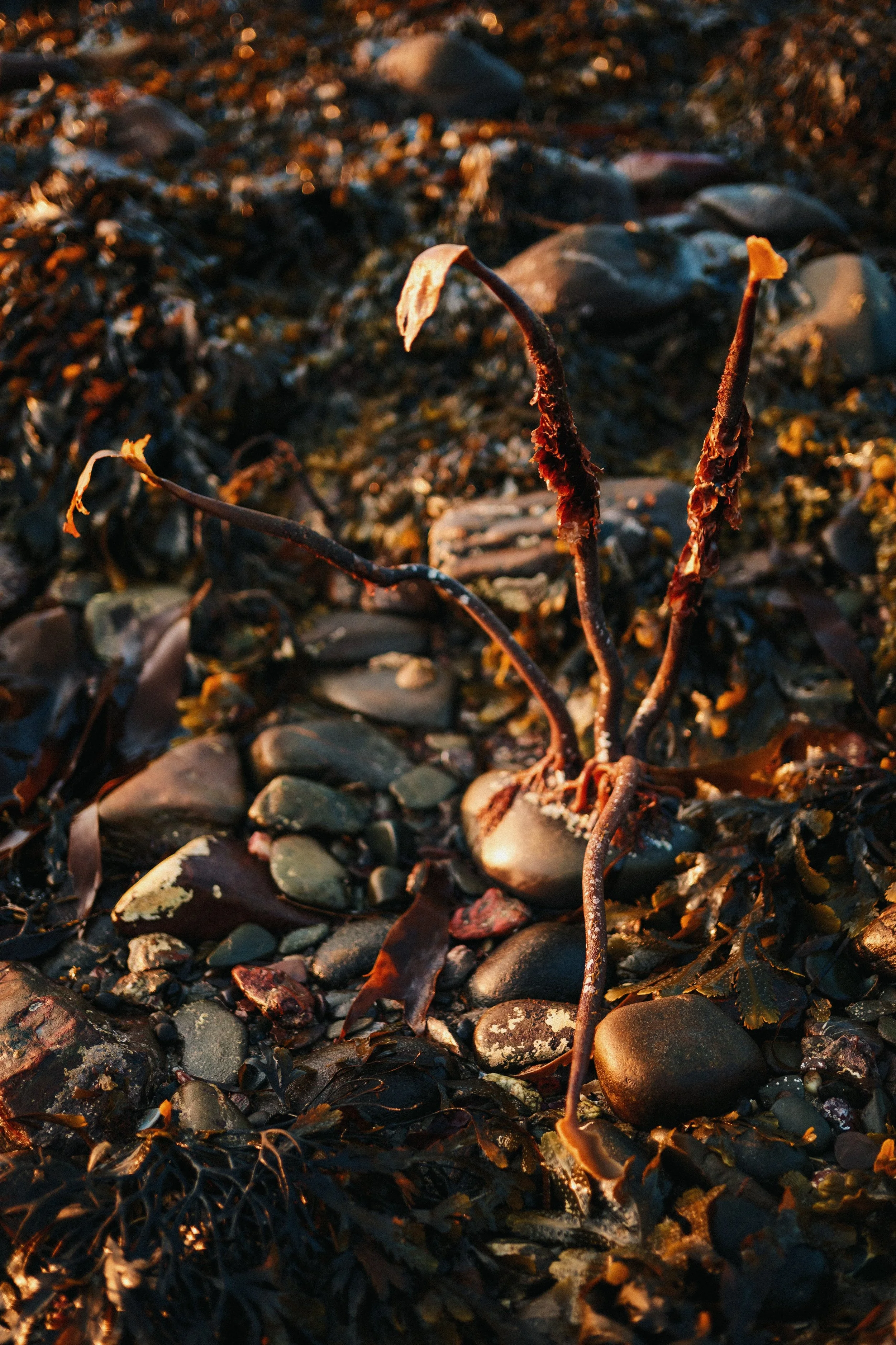 306 LUMIX 40mm f2 (Earth) 15.jpg