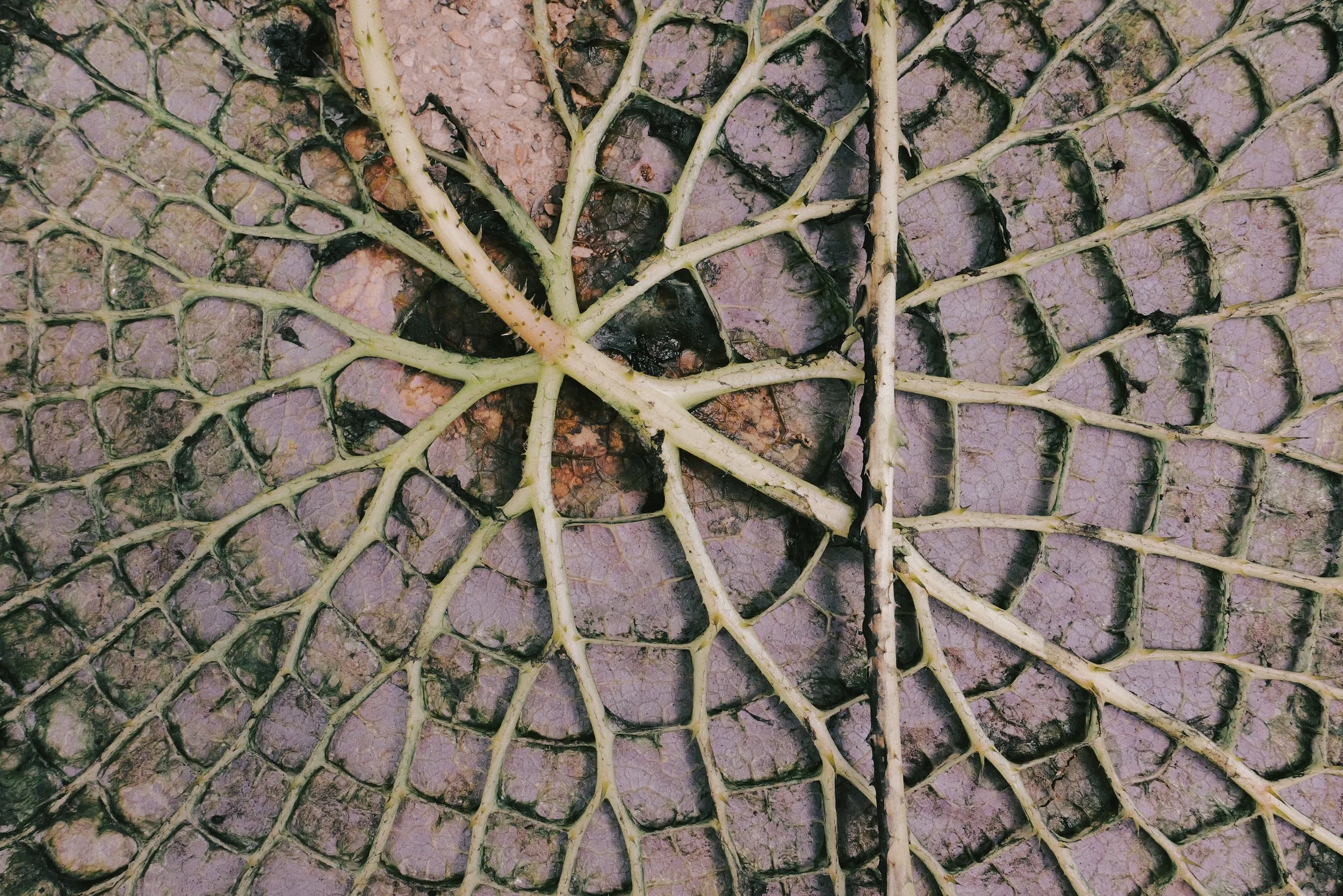 265 Fuji Pro 400H JPEGs71.jpg