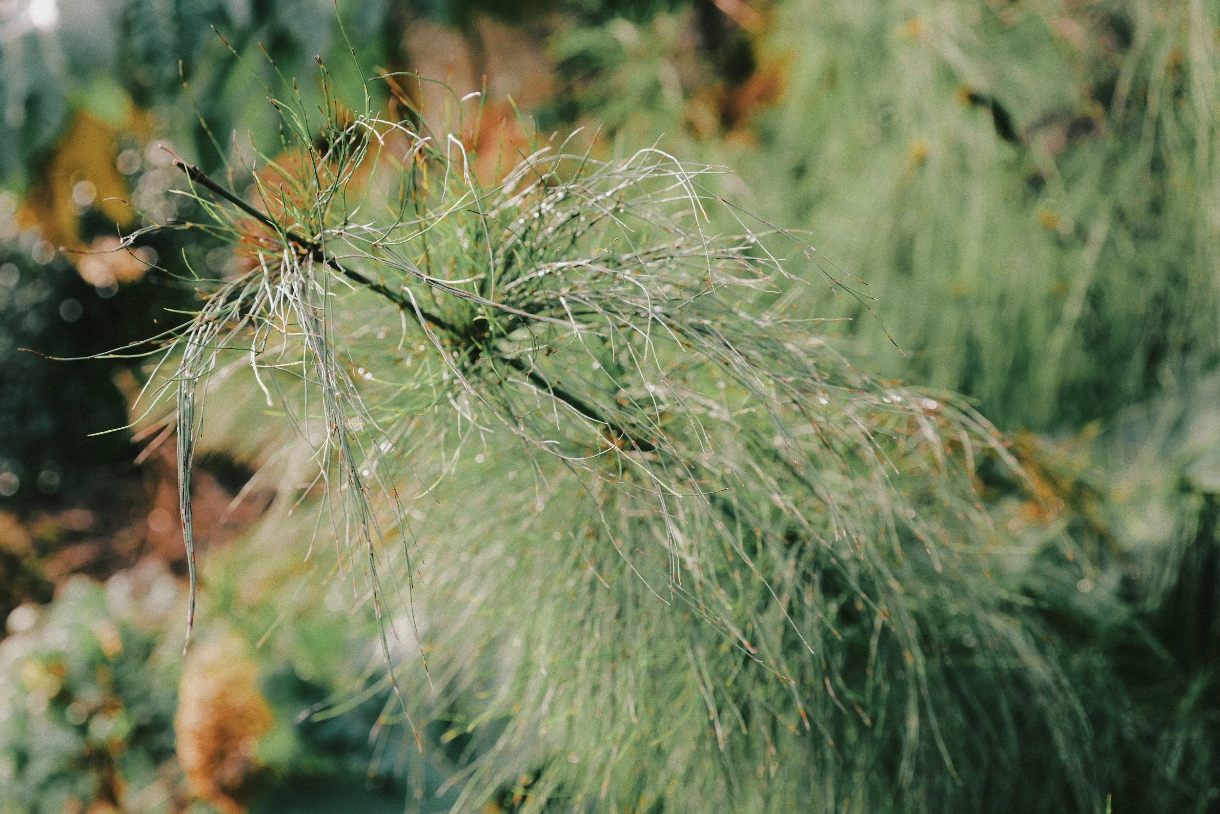 265 Fuji Pro 400H JPEGs18.jpg