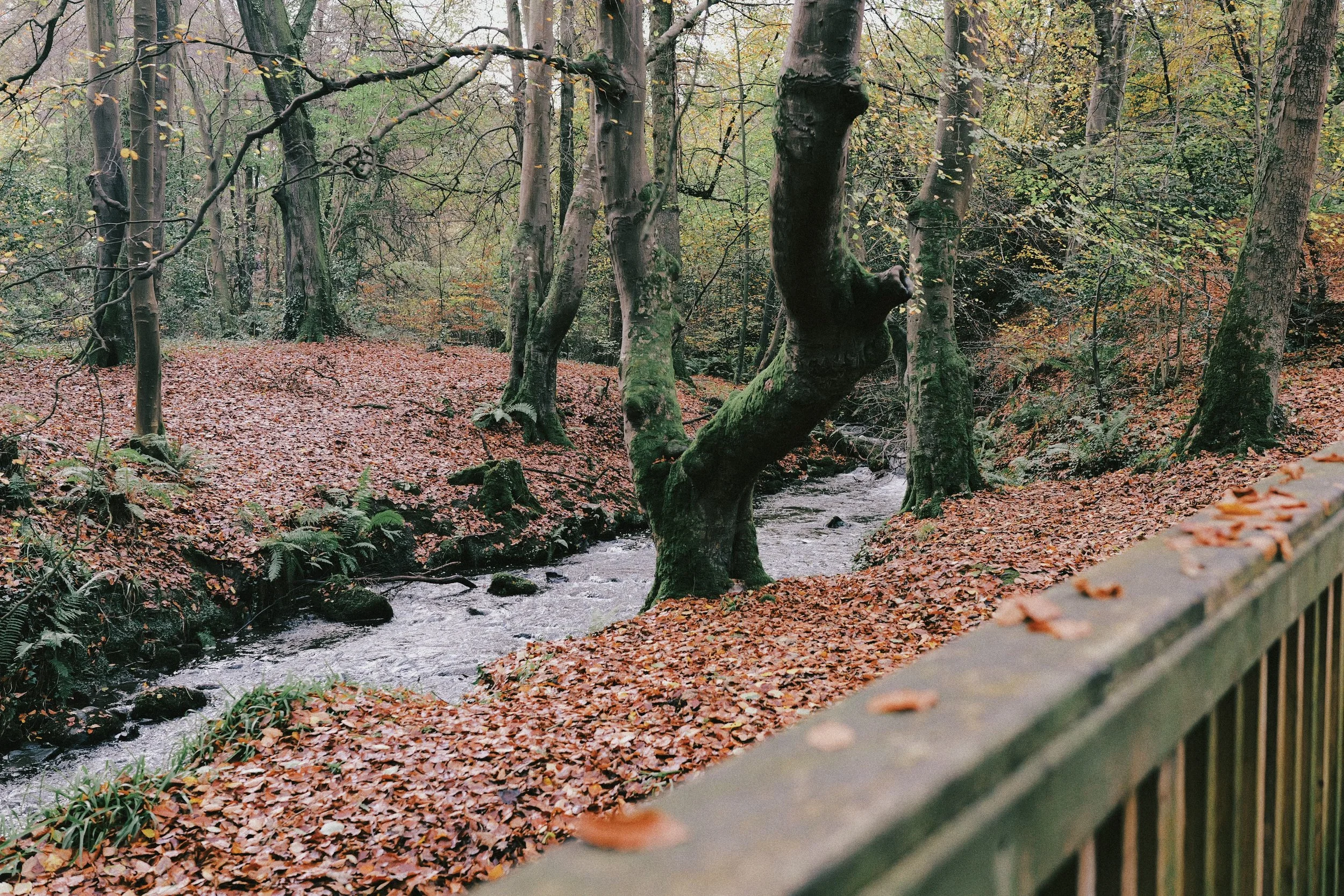 265 Fuji Pro 400H JPEGs12.jpg