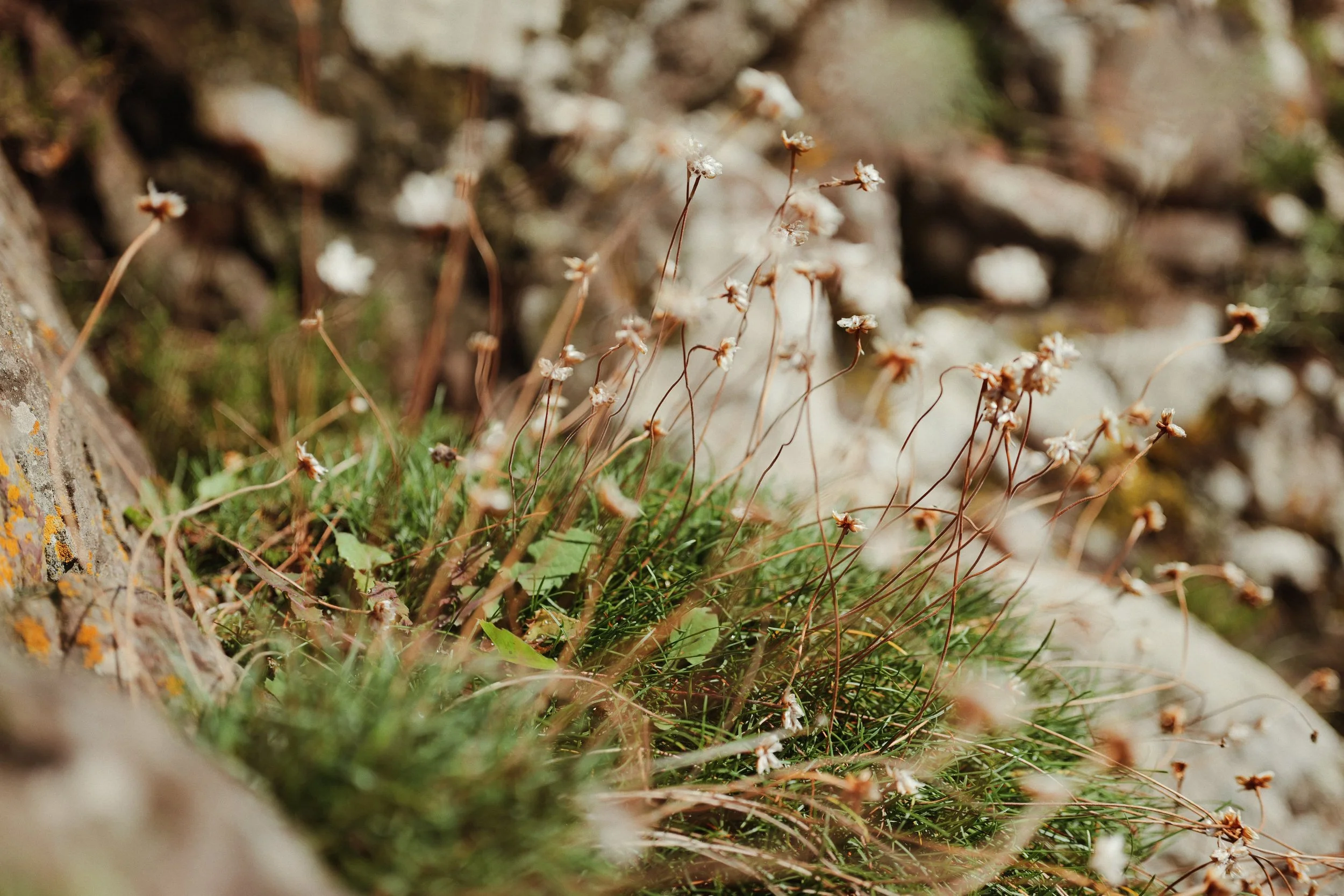 326 Viltrox 50 SOOC (by rossandhisjpegs)21.jpg