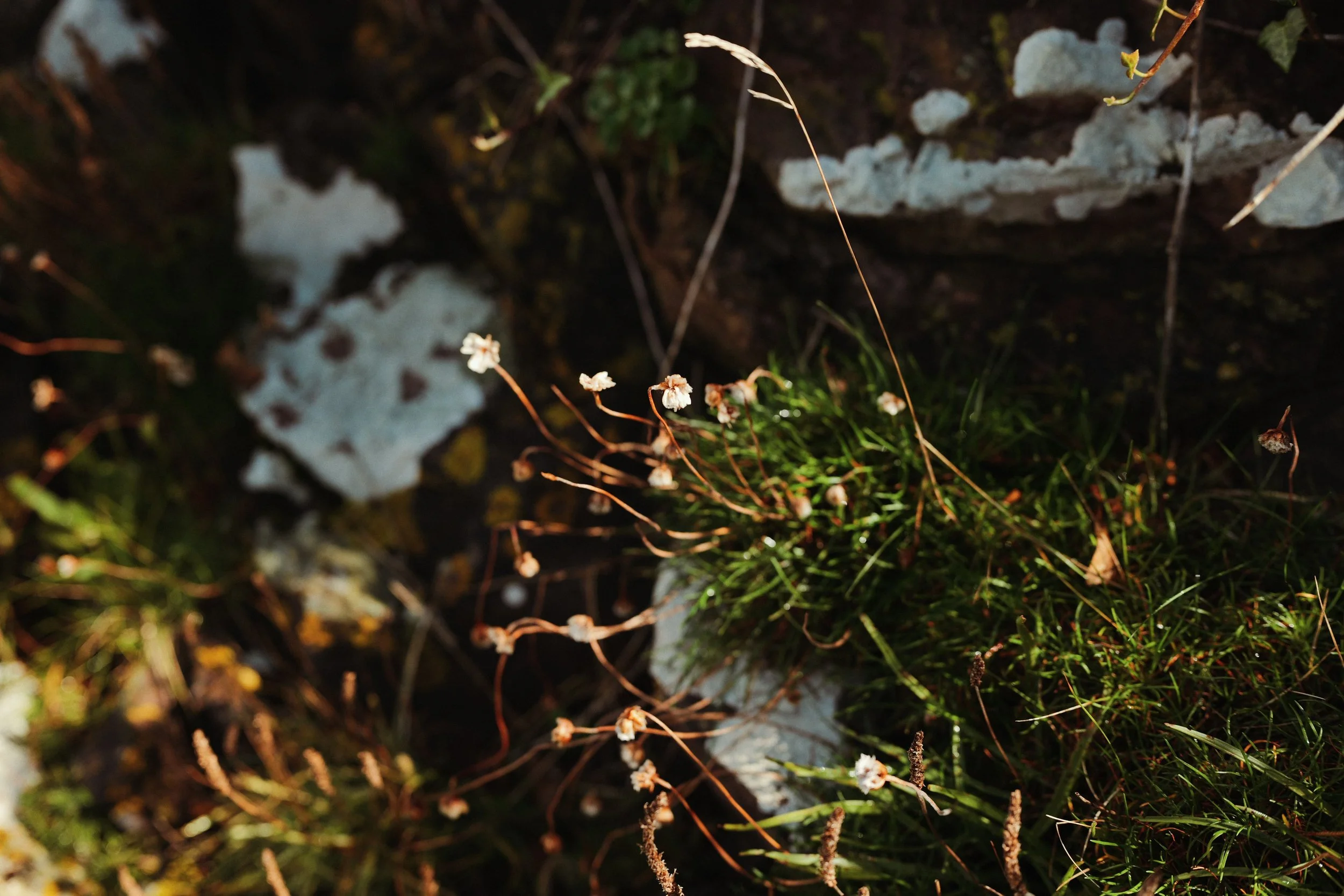326 Viltrox 50 SOOC (by rossandhisjpegs)9.jpg