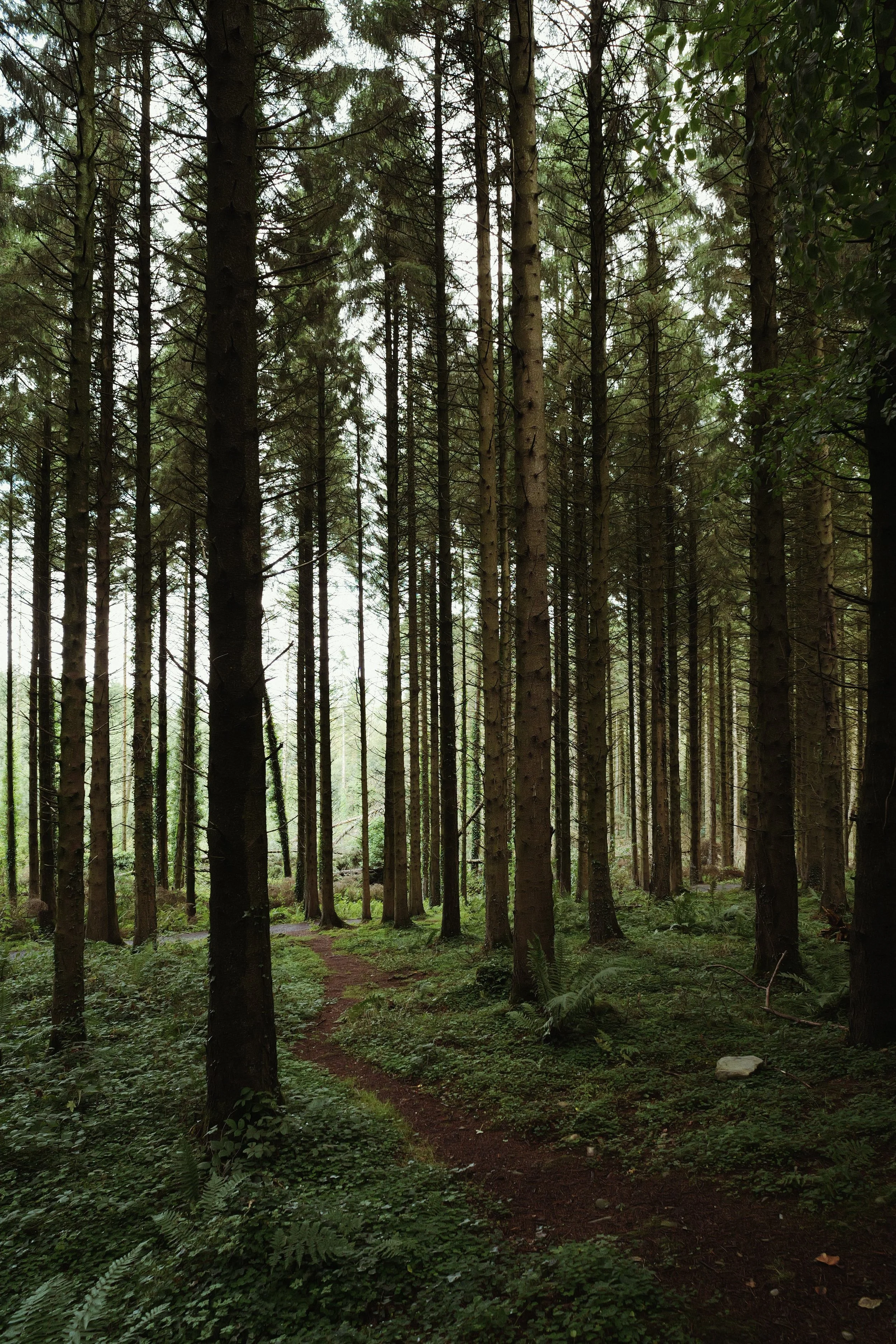 326 Viltrox 20 SOOC (by rossandhisjpegs)32.jpg