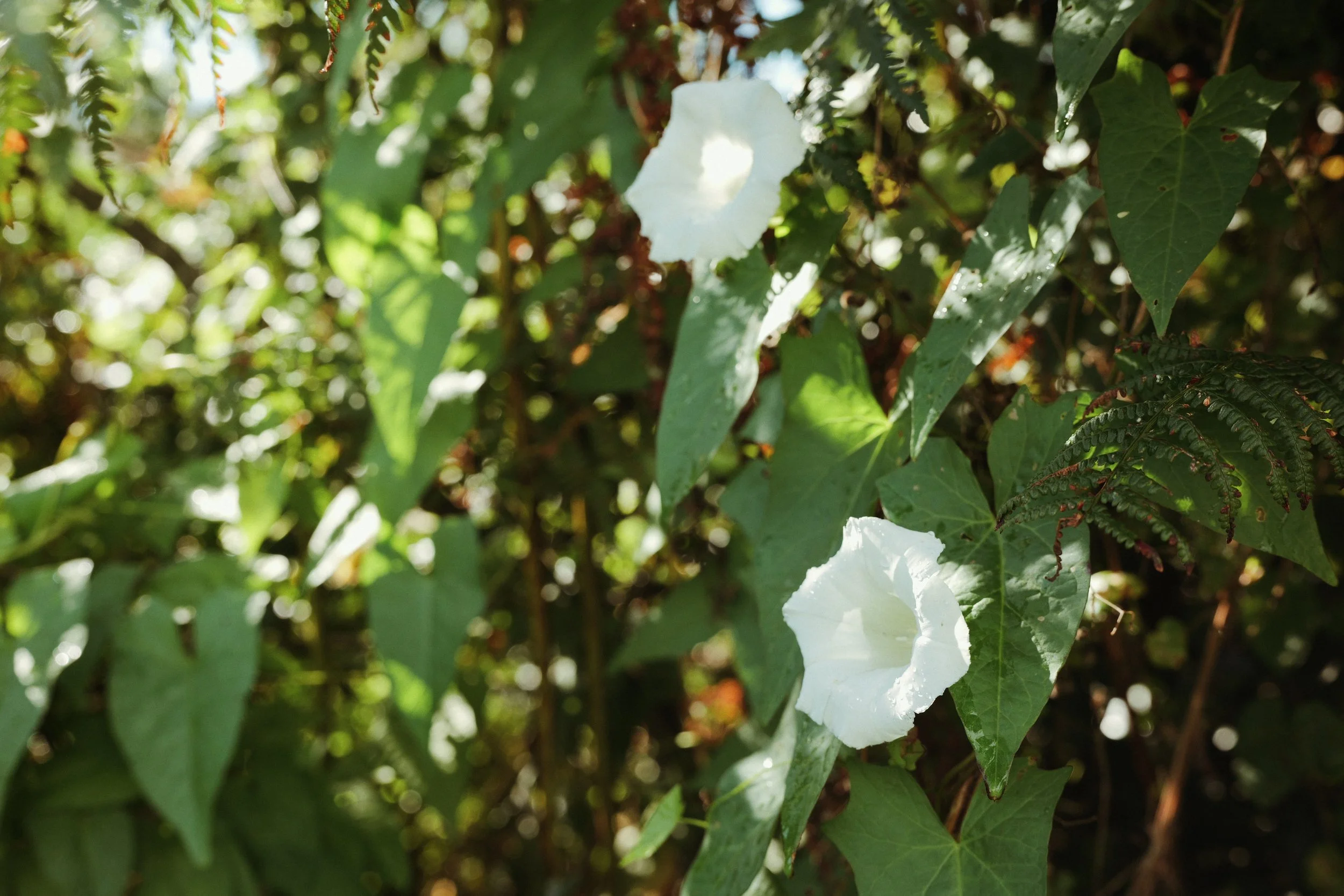 326 Viltrox 50 SOOC (by rossandhisjpegs)13.jpg