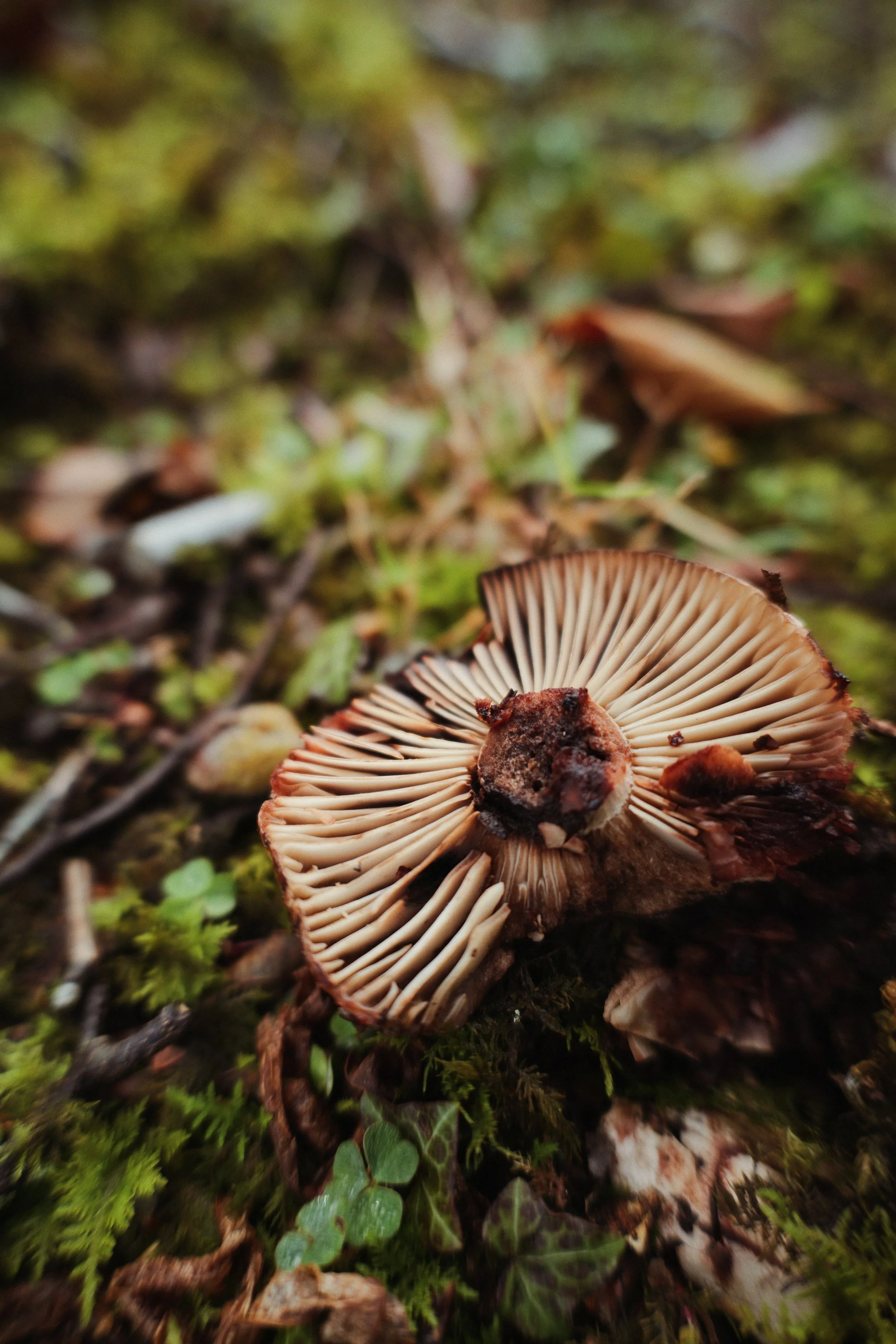 326 Viltrox 20 SOOC (by rossandhisjpegs)12.jpg