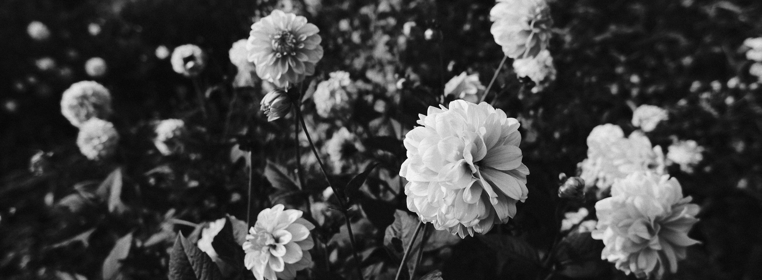 330 XPan 6524 Neocross R100 SOOC Tests (20).jpg