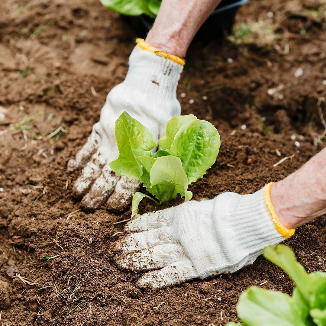 La terra &egrave; fonte di vita, ma anche delle nostre migliori materie prime. Ricordiamoci di proteggerla.

#artistidelvegetariano #healthy #earthday #giornatamondialedellaterra