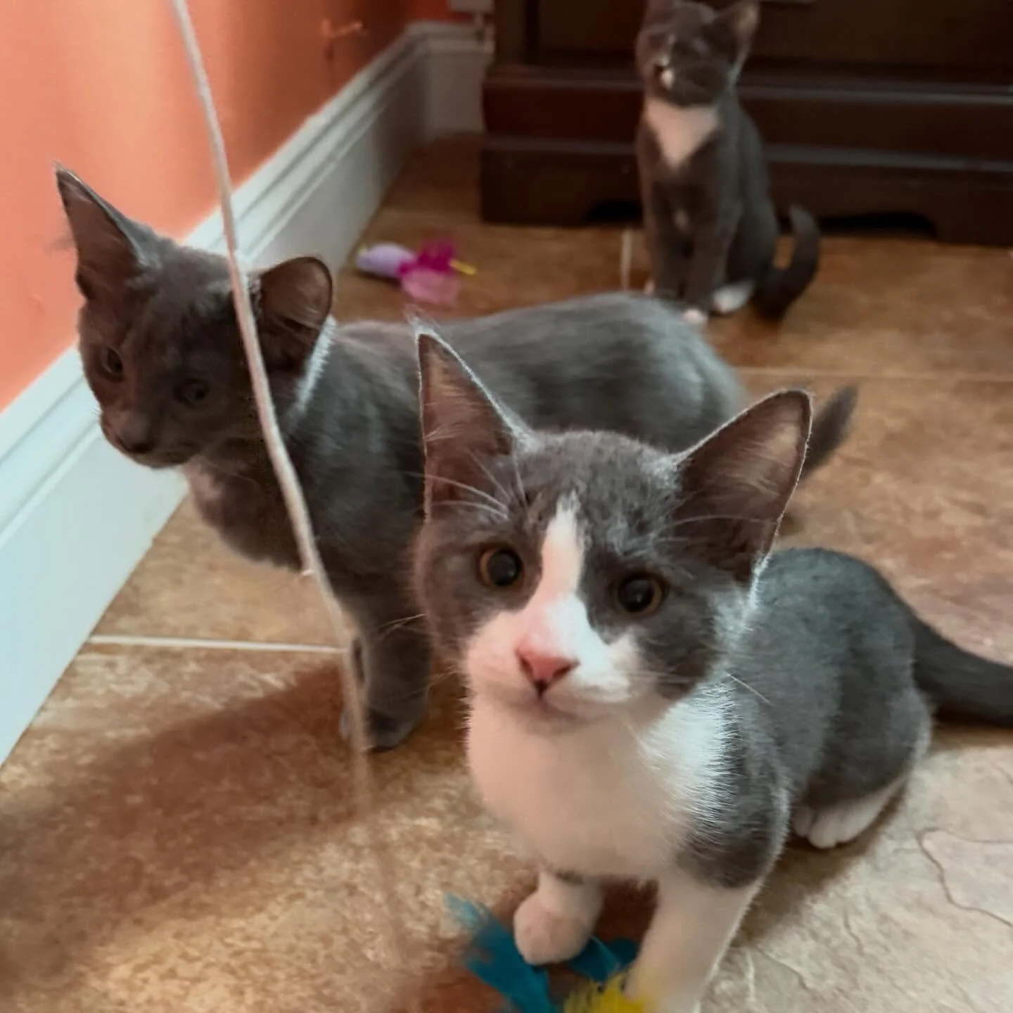 Like most other Januaries, only with more cats. 🐾