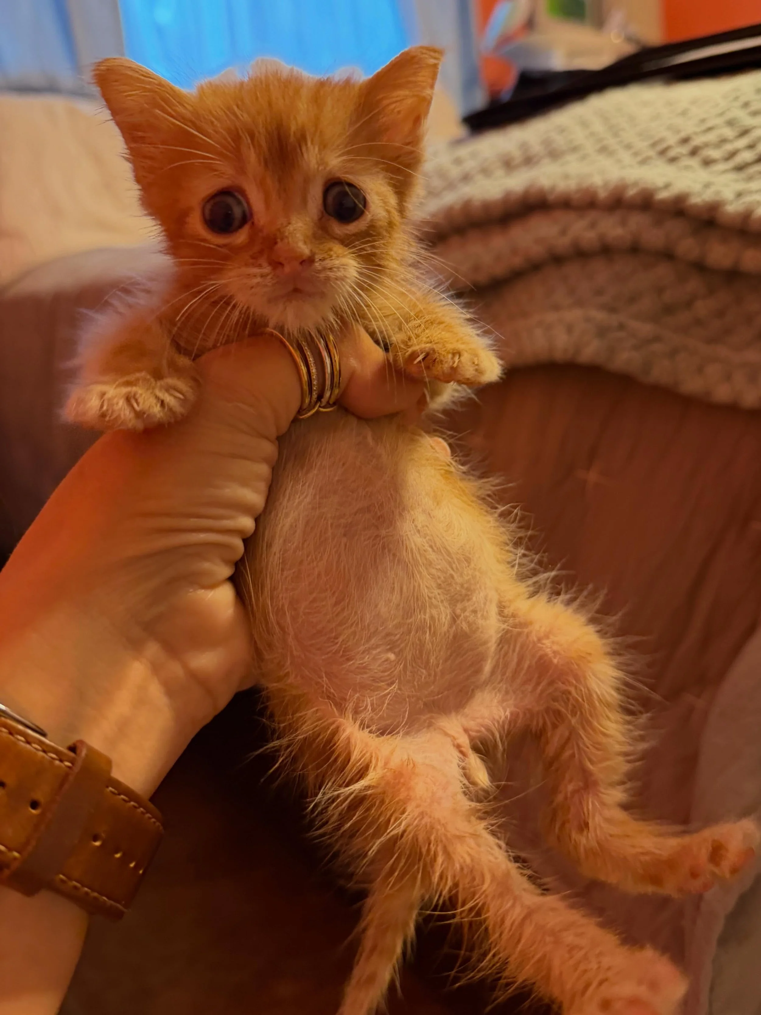 This is Baby Man. His teef indicate that he&rsquo;s around 7 weeks old but his smol-ness is equal to a 3 week old kitten. He was found in a yard and we think a hawk grabbed him then dropped him there.

He had a neck wound (from said hawk) and was ver