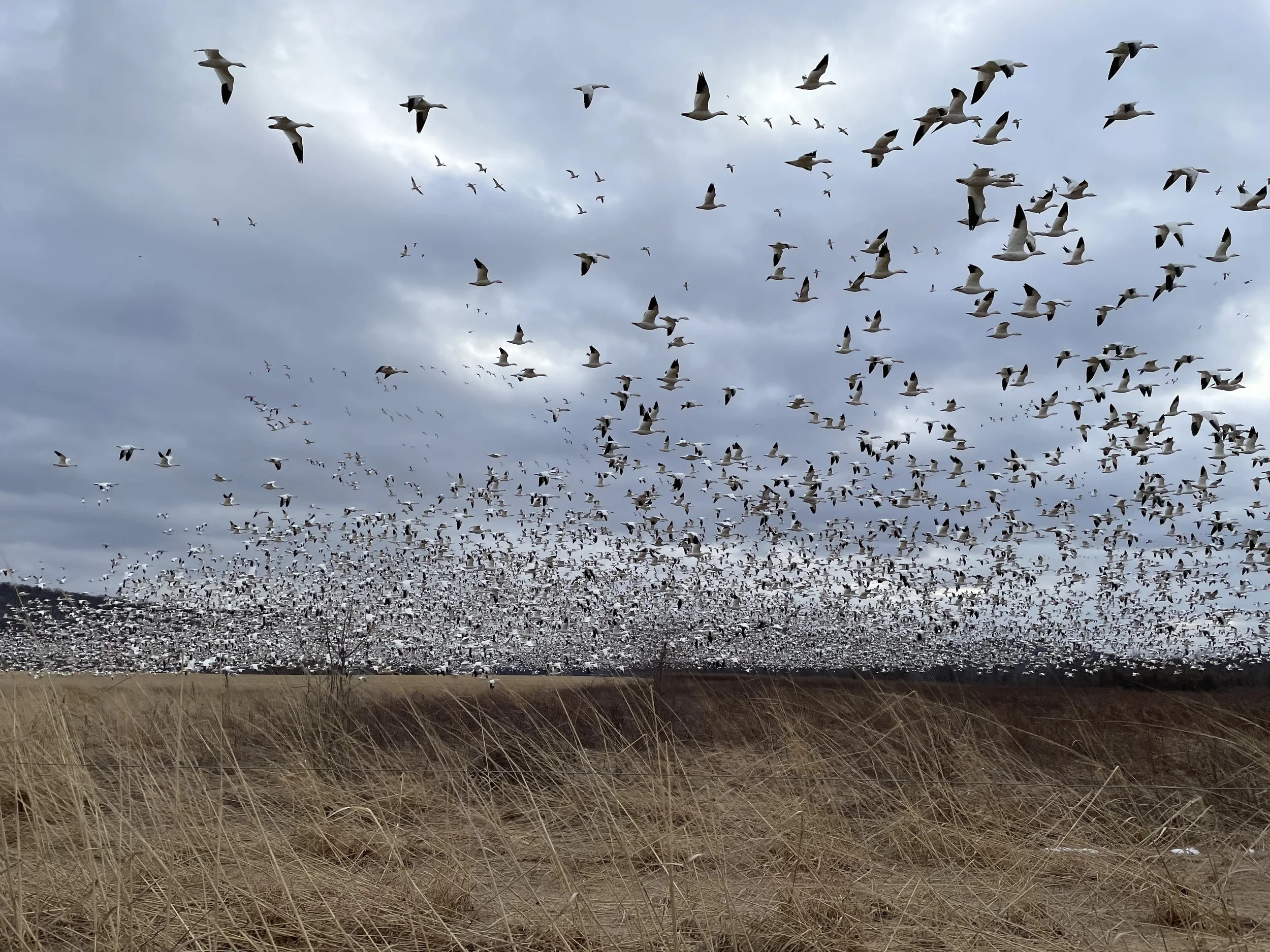snowgeese.jpeg