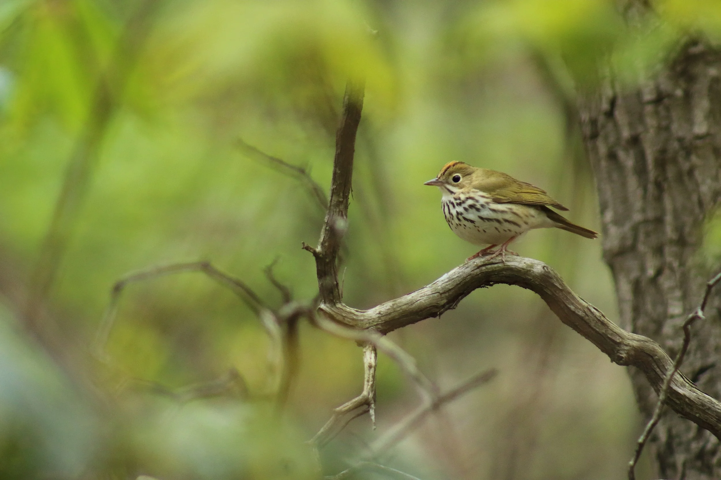 Ovenbird_SGL 211.JPG
