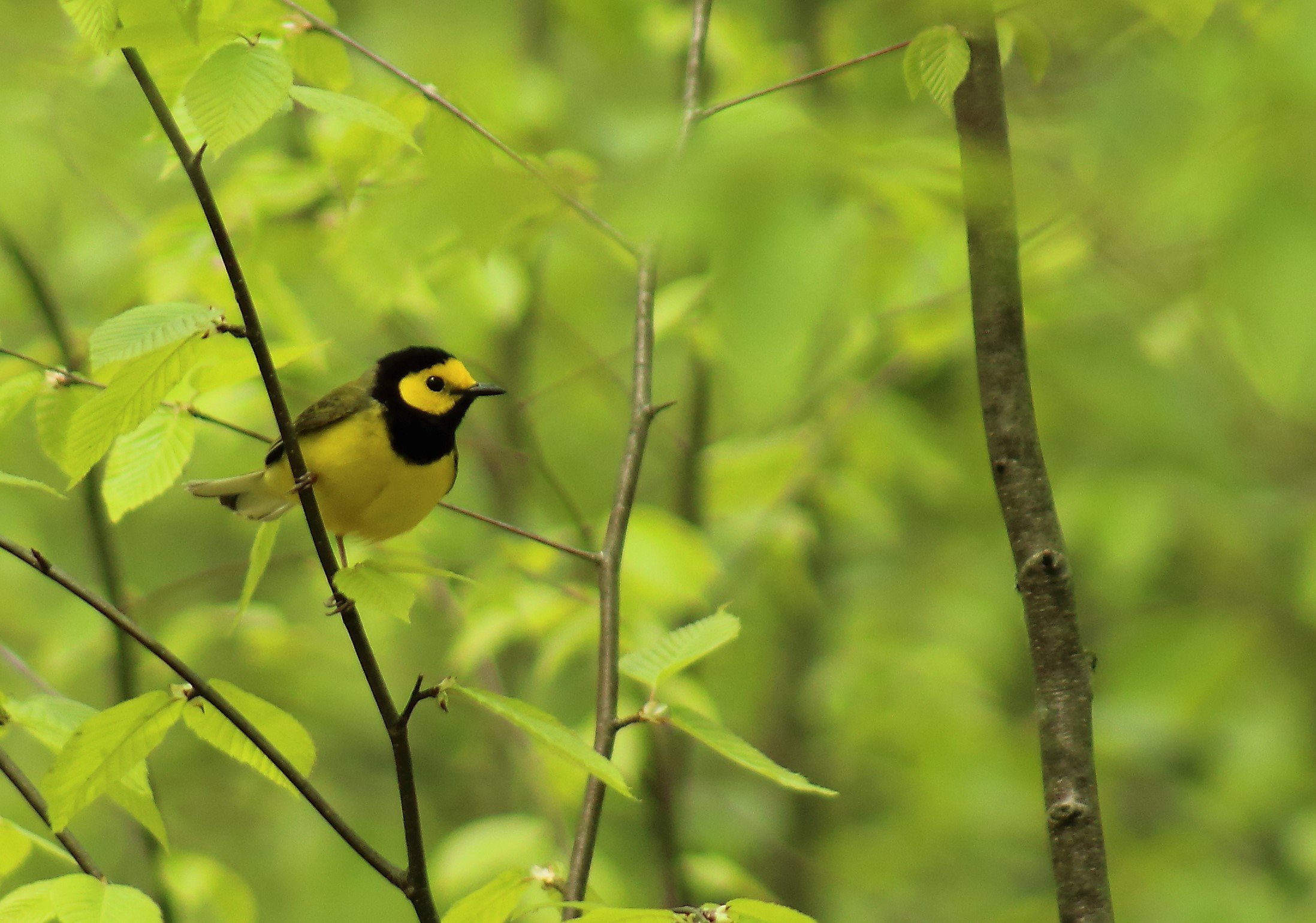 Hooded Warbler (cropped)_SGL 211.JPG