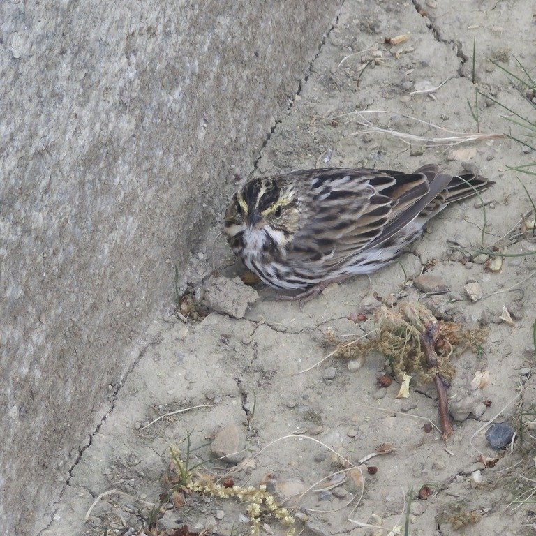 It has been an active week for monitors with the Bird Safe Harrisburg program. We recovered deceased window-strike victims including four White-throated Sparrows. At the Capitol Complex, monitors Darron Luckenbill and Tara Staub captured a stunned