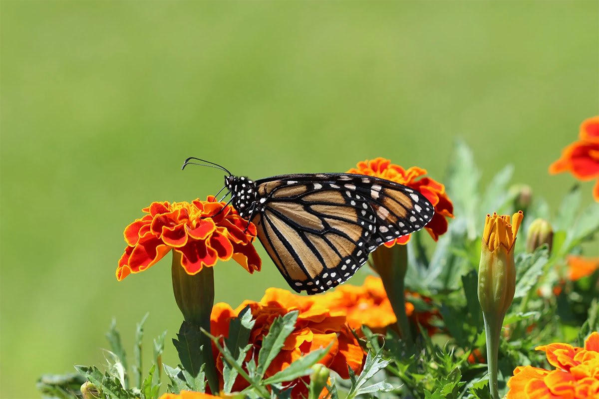 If you would like to learn the process behind "Creating a Pollinator Paradise," please join Heather Andrews on Thursday, May 8 from 7:00 – 8:30 PM at the Cleve J. Fredricksen Library in Camp Hill.
The evening will begin with a welcom