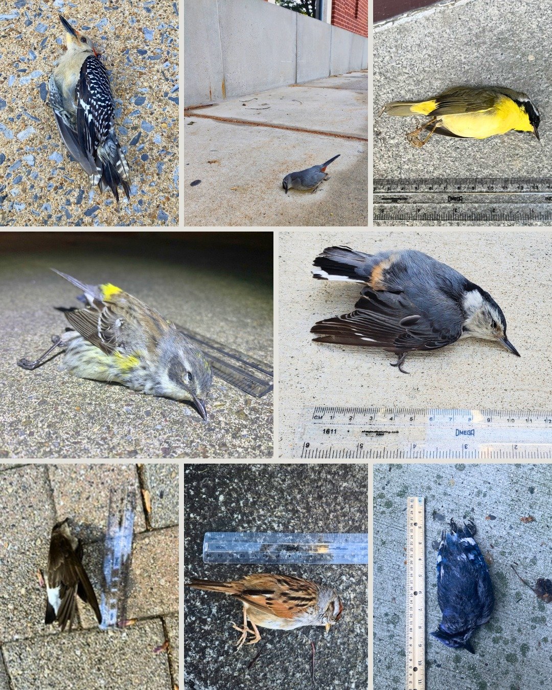 Over one billion birds die in the United States each year due to window collisions. Bird Safe Harrisburg’s collision monitoring program is collecting deceased and injured birds that are window-strike victims in order to provide information on