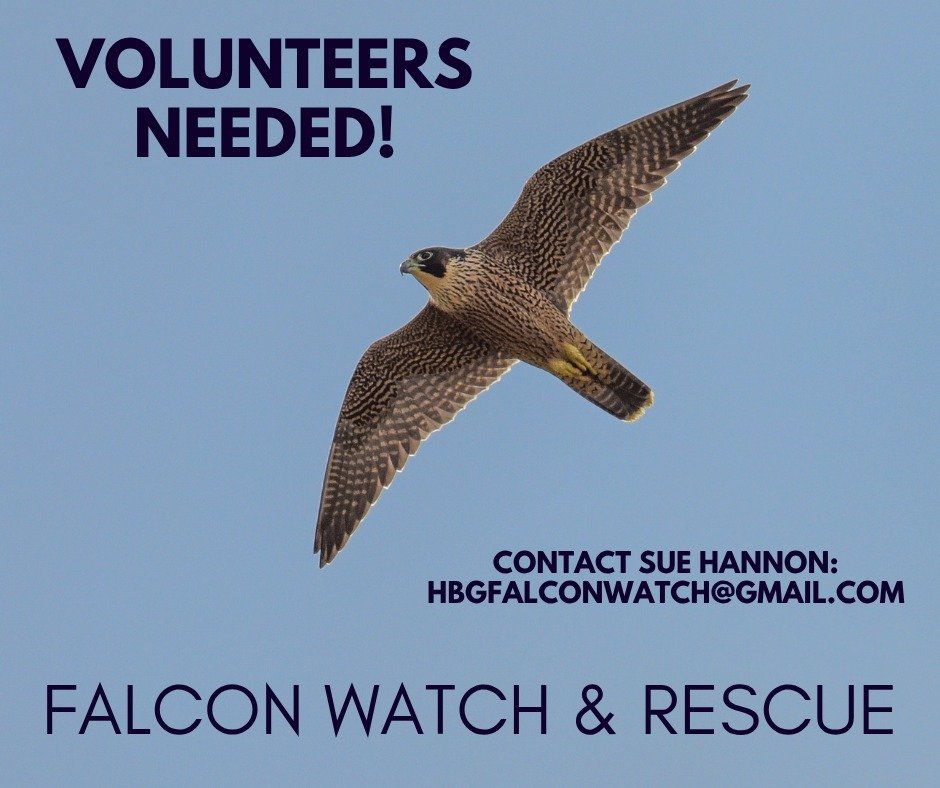 It is an exciting time at the Rachel Carson State Office Building (RCSOB) as the three young peregrine falcons on the 15th floor nest ledge prepare to take flight!
The RCSOB hosts one of the most productive Peregrine Falcon nest sites in the Common