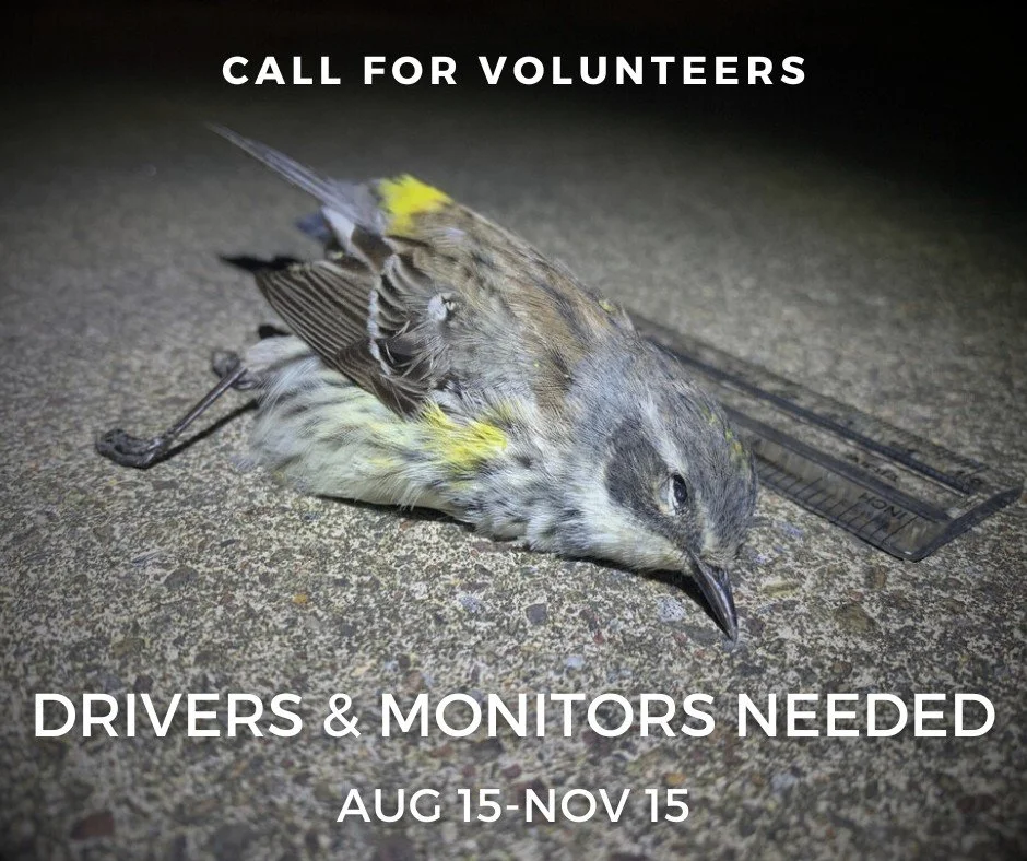Appalachian Audubon's Bird Safe Harrisburg committee needs your help. Contribute to valuable citizen science that will help create change in Harrisburg. We are in need of drivers to be on-call at 8am to transport injured window-strike victims to We
