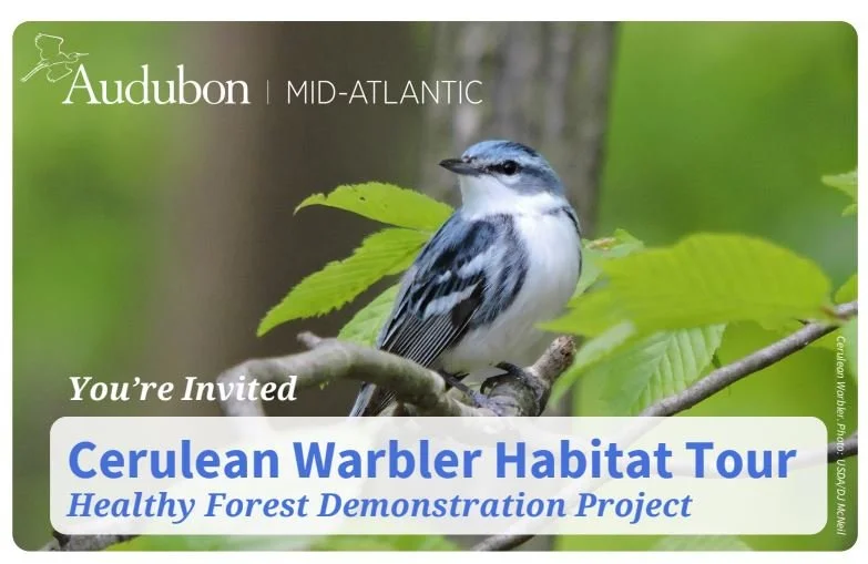 RSVP by today, September 19, by contacting Wendy Christie at wendy.christie@audubon.org!
Please join Audubon Mid-Atlantic's Healthy Forest Team and Appalachian Audubon Society partners to view this recently restored habitat to support Cerulean Warbl