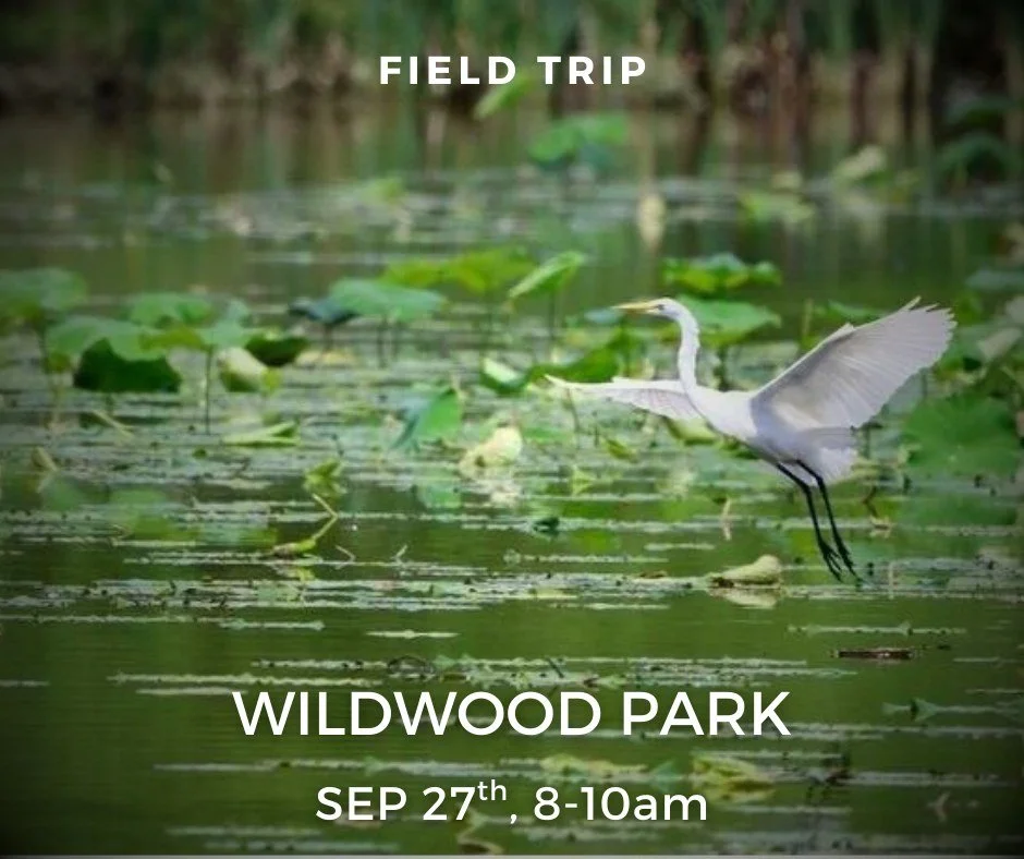 Join Glenn Mitzel at Wildwood Lake Park for a morning bird walk on September 27th at 8am.
This is part of Celebrate Wildwood Day which officially starts at 10am. We will meet out front of the Olewine Nature Center that morning. People who attend c