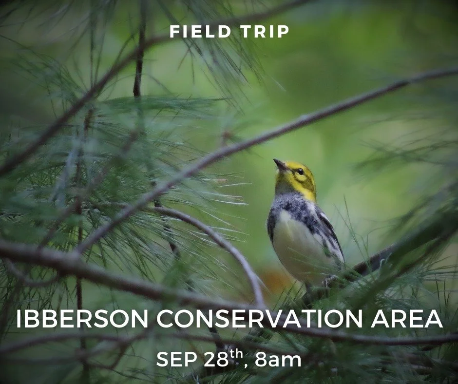 Enjoy an early autumn walk in the woods at Joseph E. Ibberson Conservation Area in Halifax. Expect to see fall migrants such as southbound warblers, vireos, flycatchers, and a variety of raptors.
Contact Zach Richard at zachrichard021@gmail.com to r