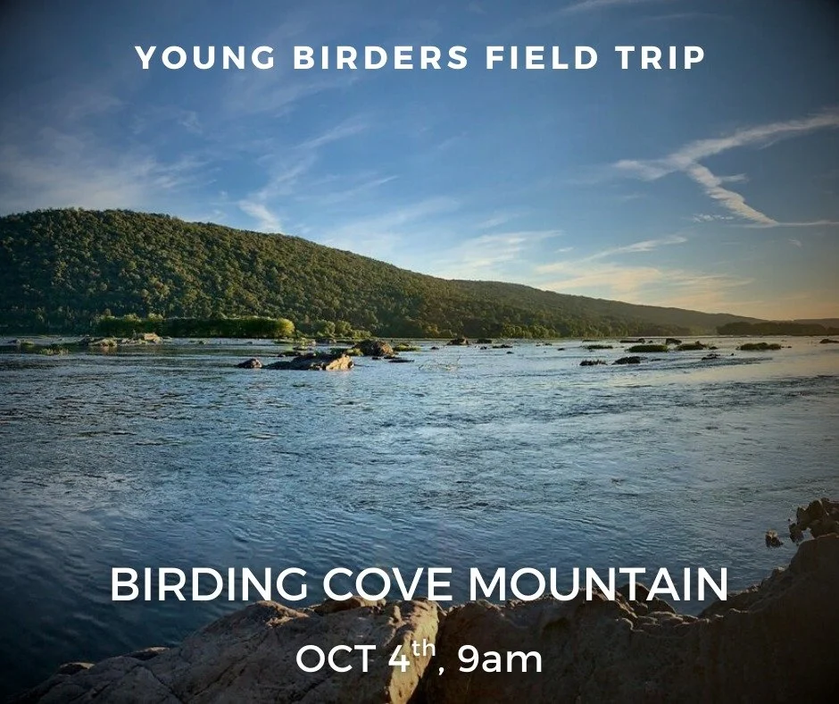 Join us on Saturday, October 4th as we bird the Hamer Woodlands at Cove Mountain Preserve. We are hoping to see warblers and other migrants as they journey south. Please dress for a hike! Plan to meet at 450 Sylvan Street, Marysville, PA 17053 at 9 a