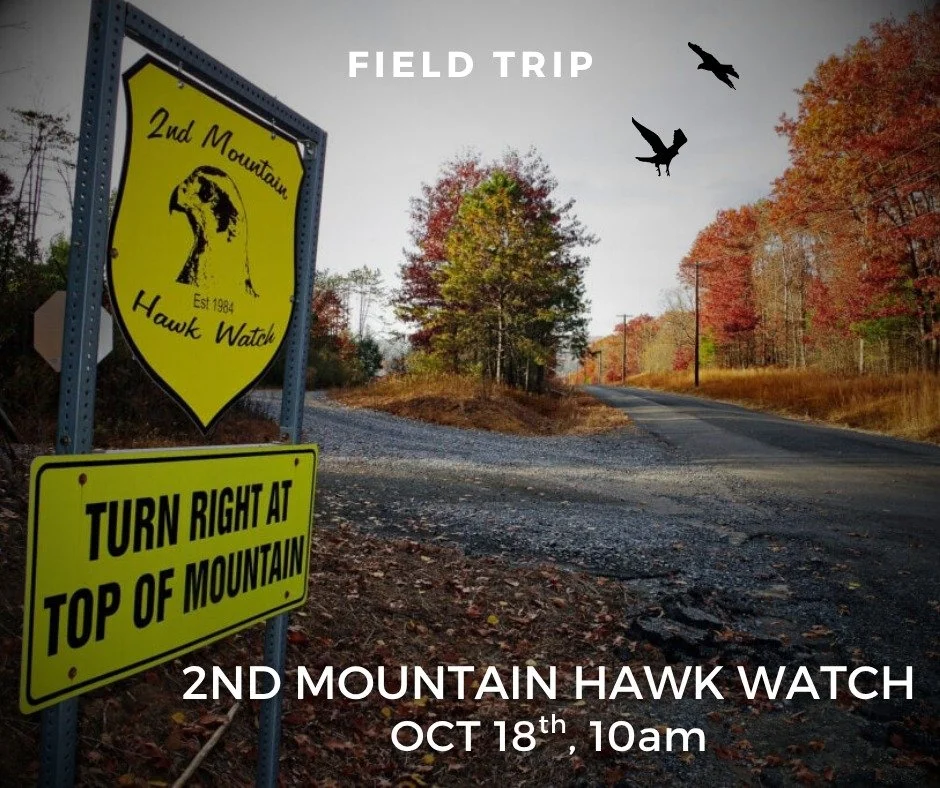 Second Mountain Hawk Watch is located on a mountain ridge at Ft. Indiantown Gap and sometimes surpasses renowned Hawk Mountain on its daily fall migration counts. Former AAS Board member and veteran hawk watcher Mary Brenner will be the trip leader f